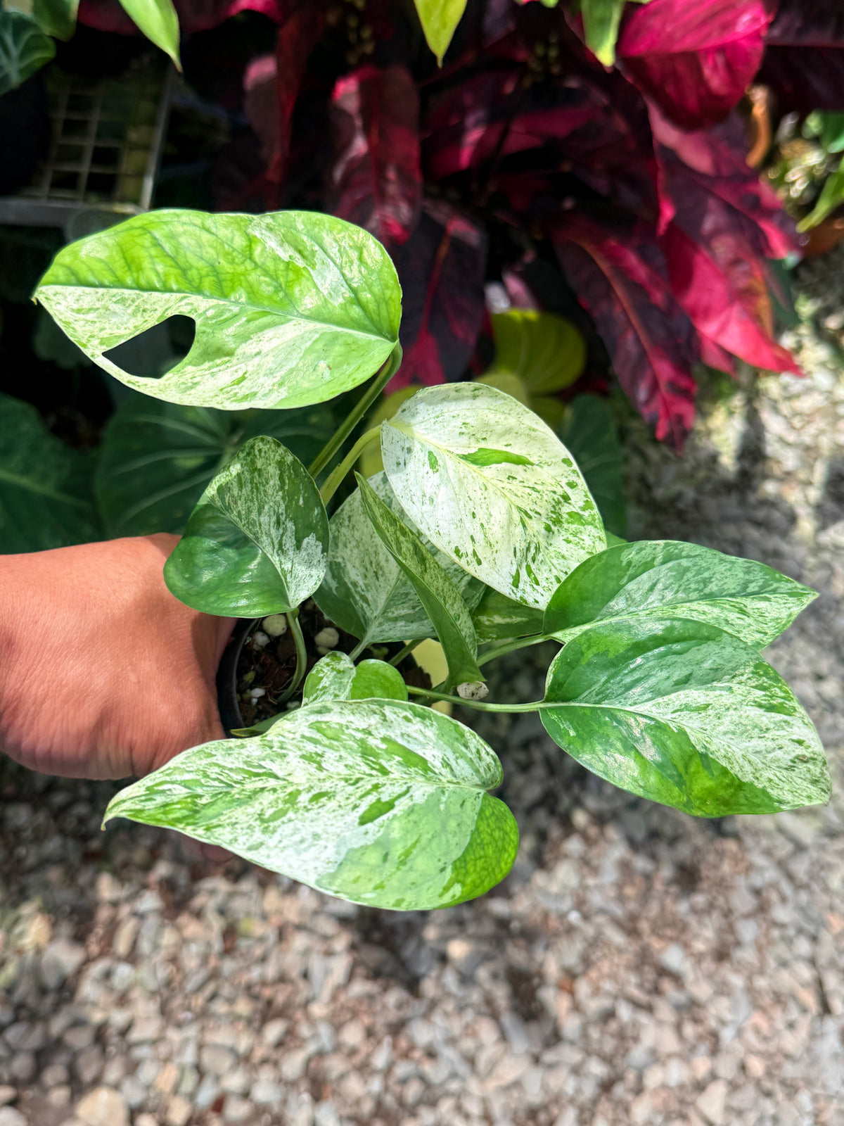 Epipremnum pinnatum 'Marble' U22