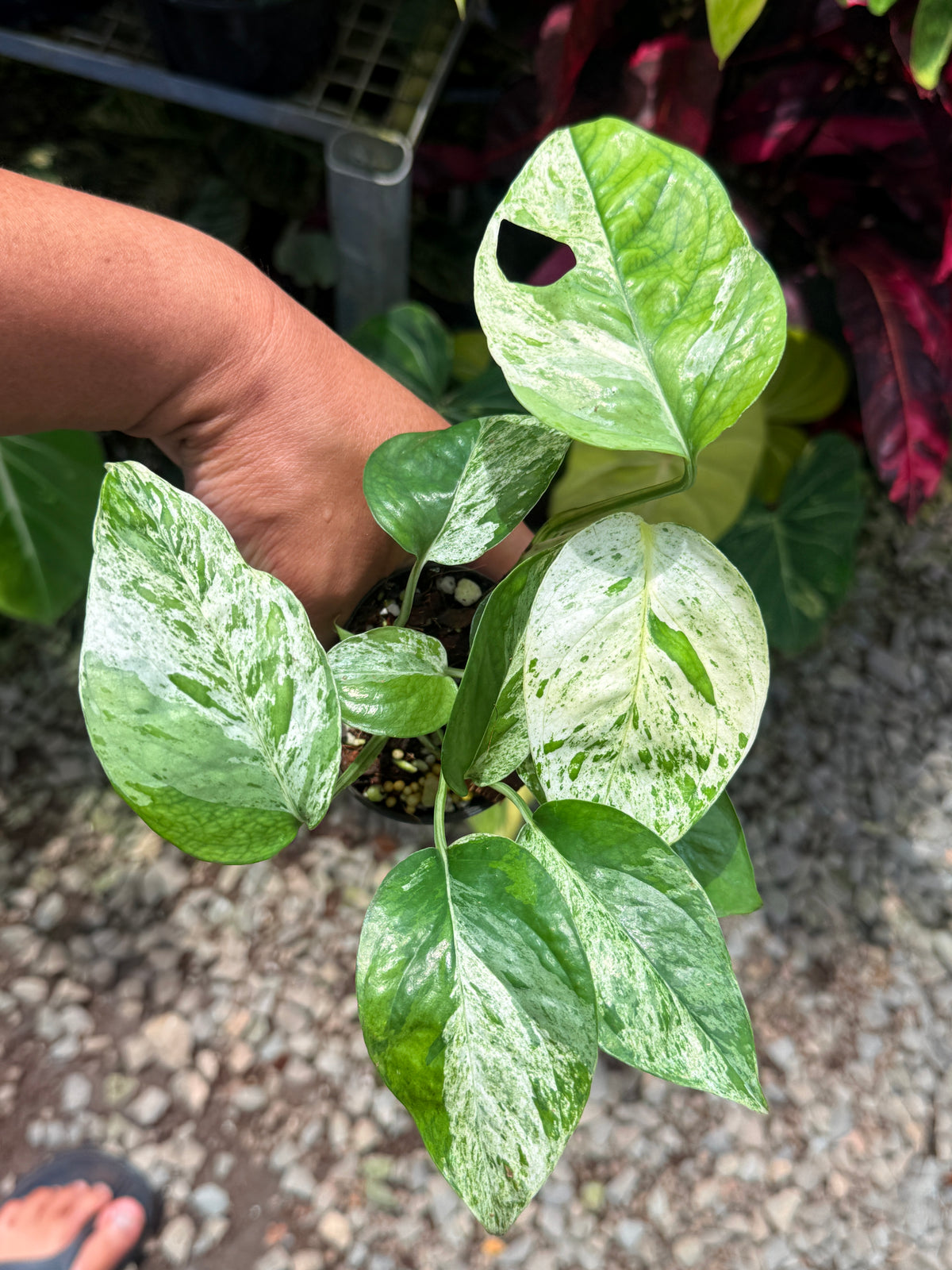 Epipremnum pinnatum 'Marble' U22