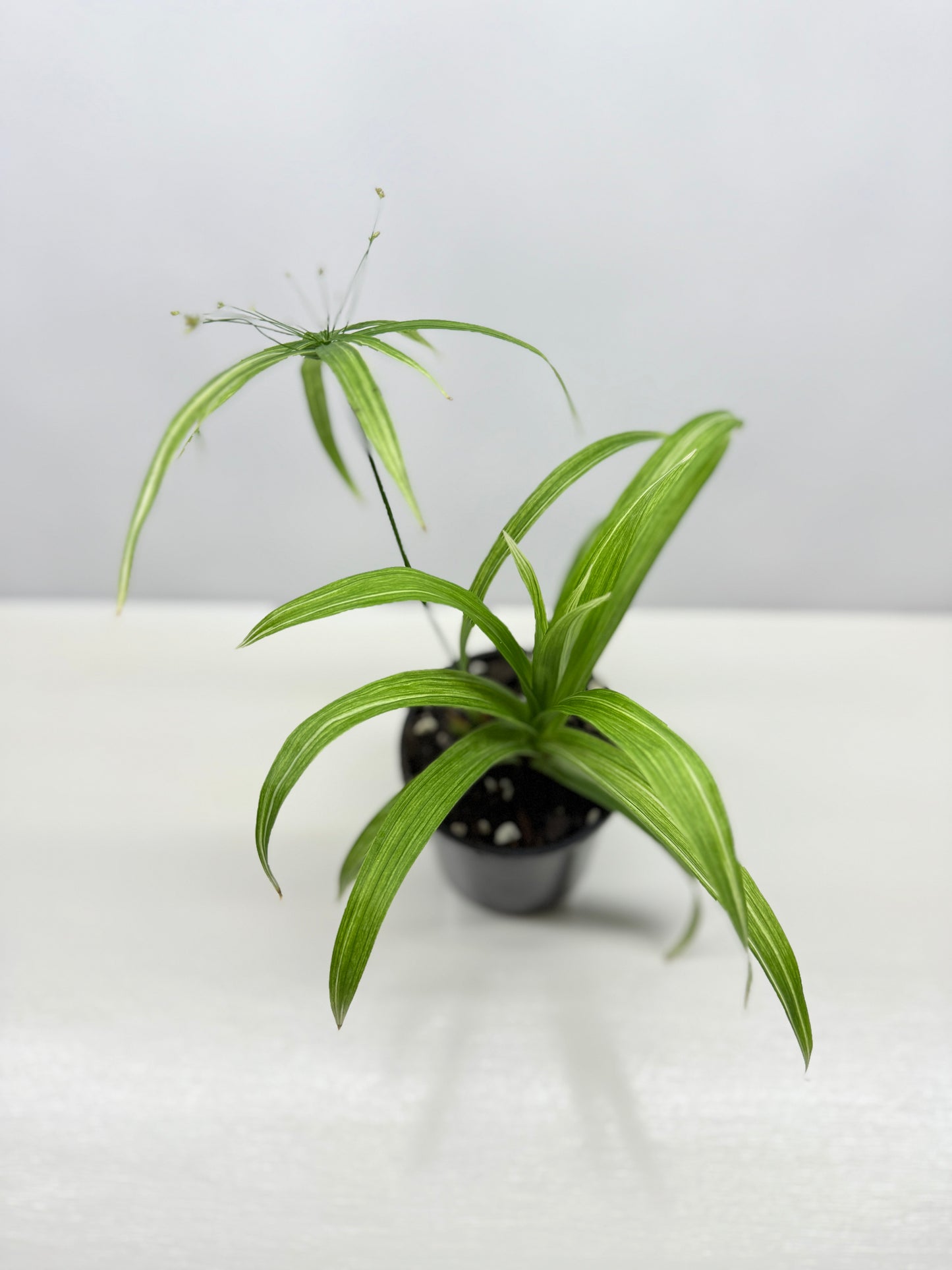Cyperus albostriatus variegatus 'Dwarf Striped Umbrella Plant' - Best Pick of the Crop!