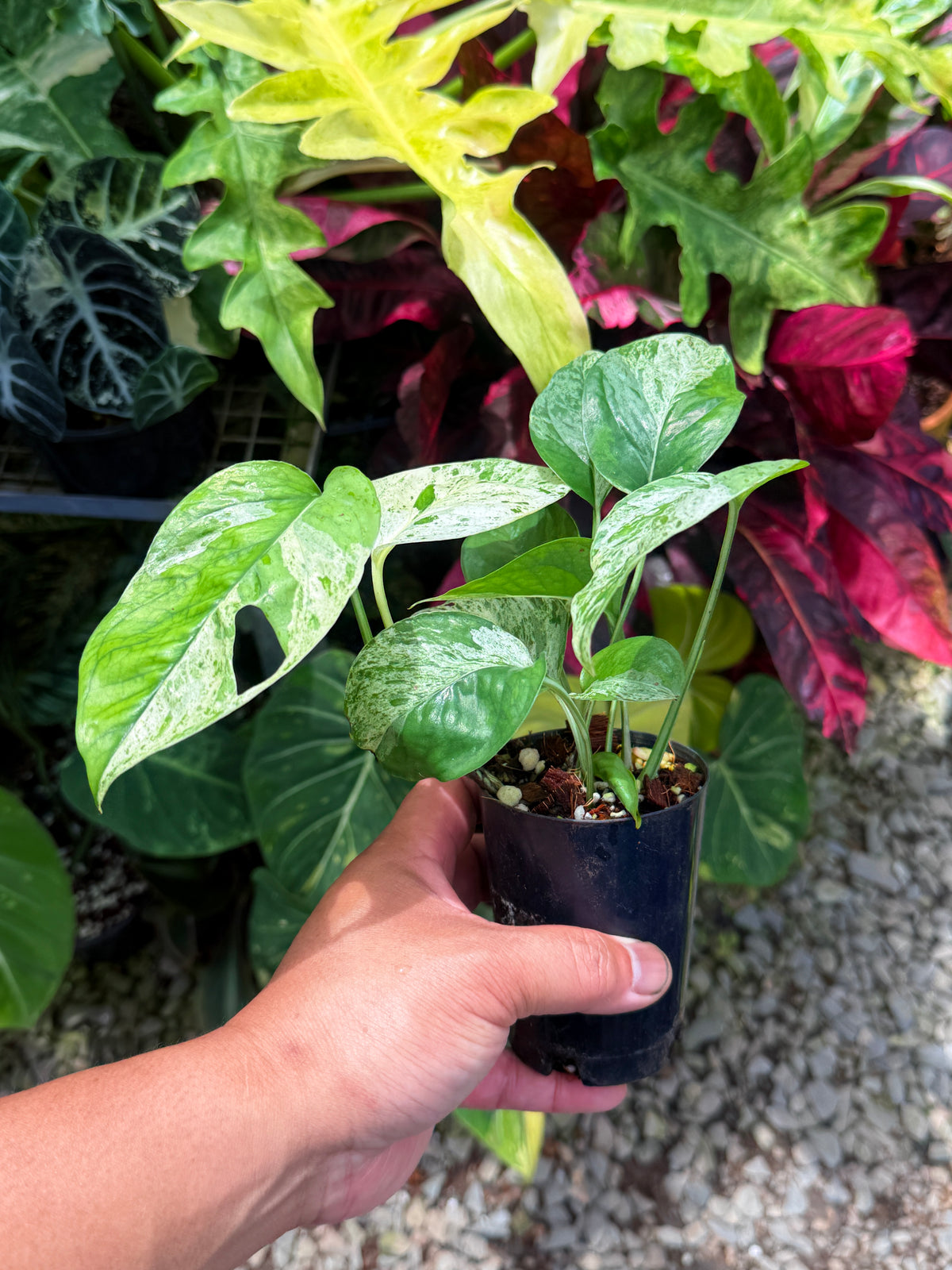 Epipremnum pinnatum 'Marble' U22