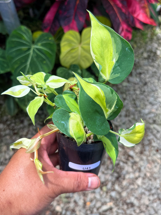Philodendron 'Cream Splash' U41