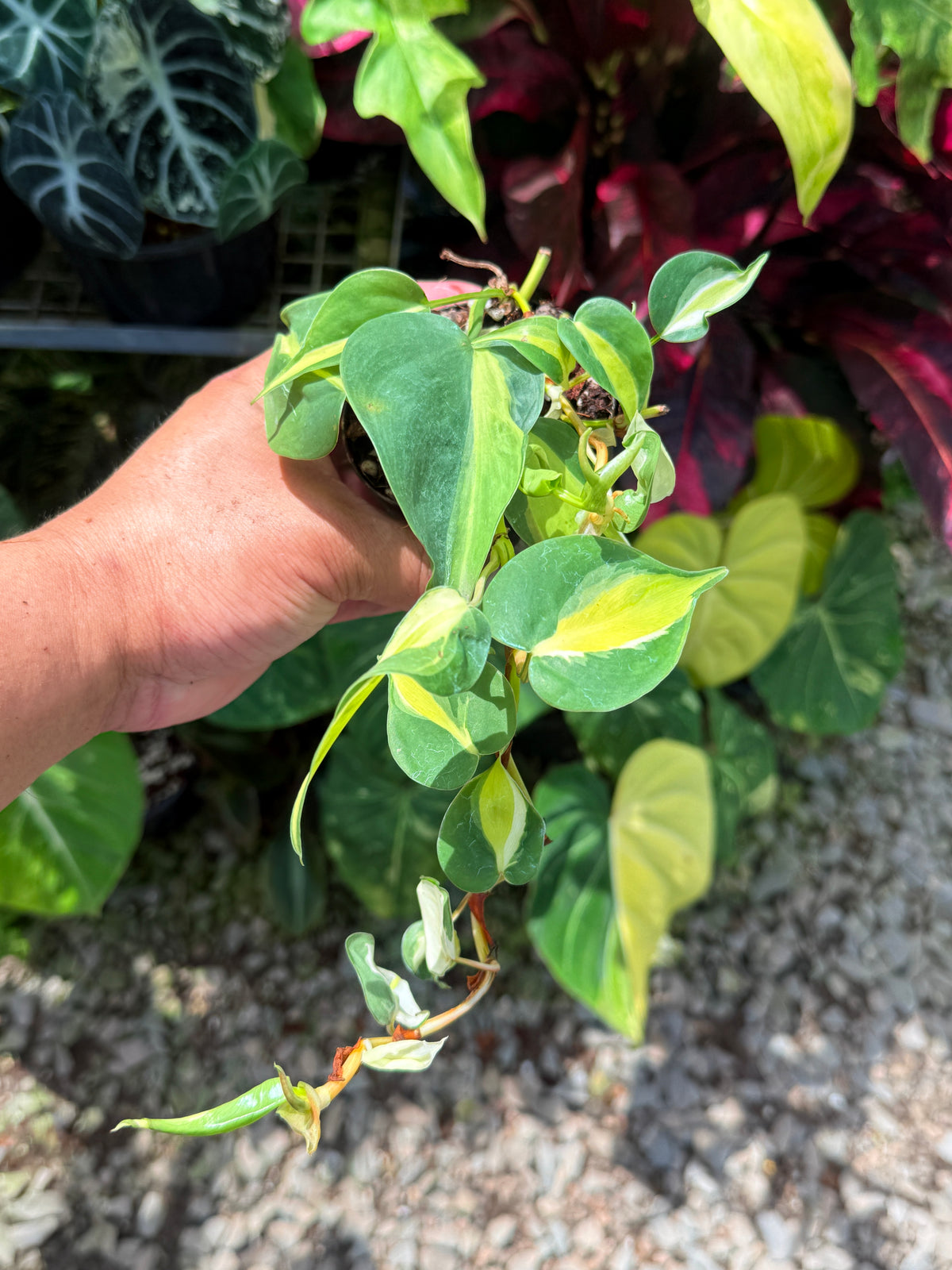 Philodendron 'Cream Splash' U42