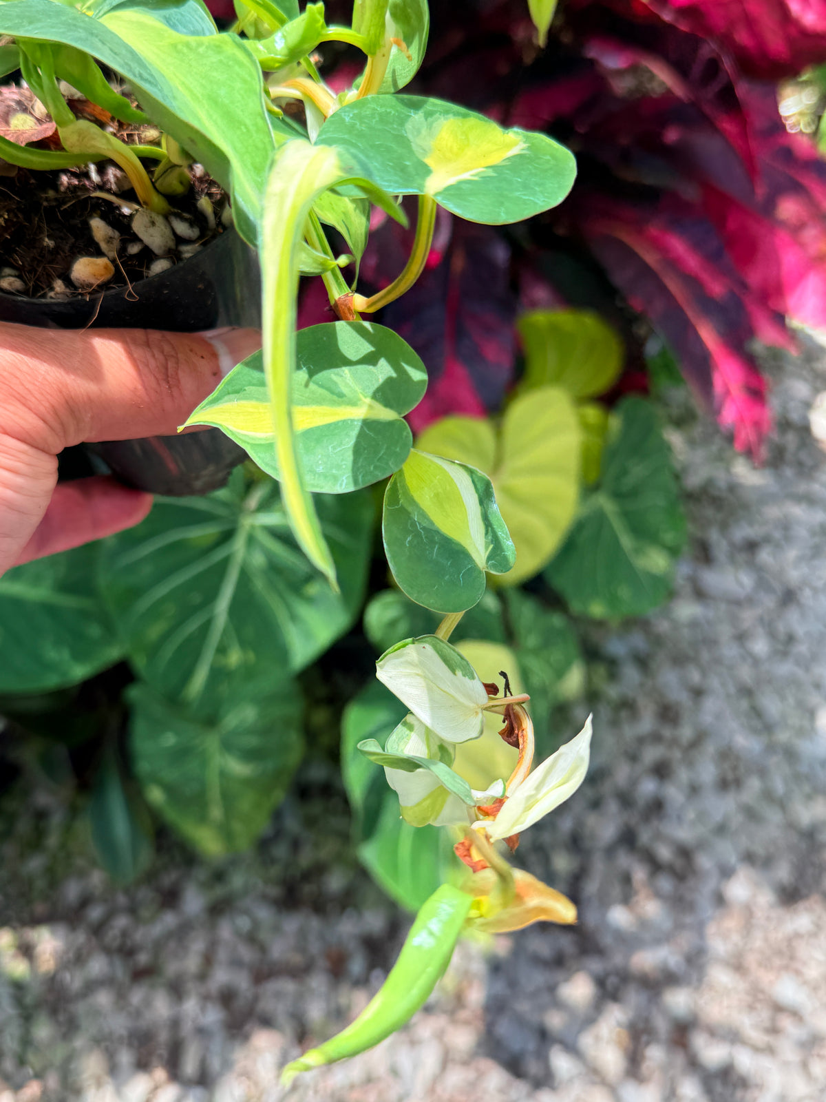 Philodendron 'Cream Splash' U42