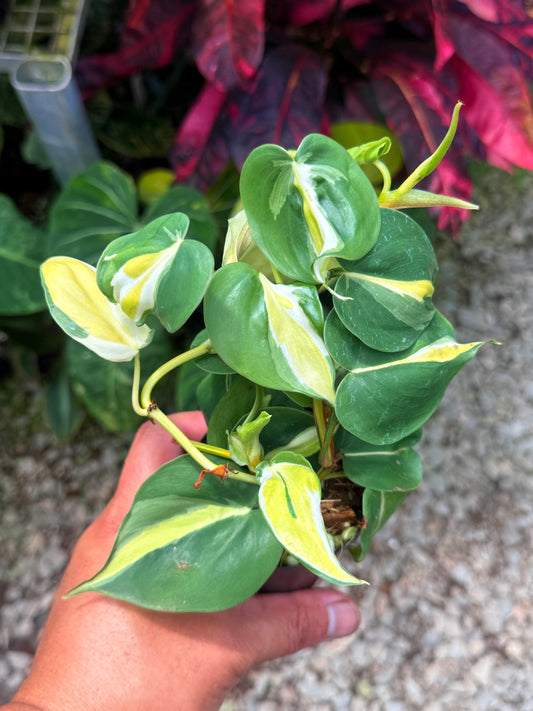 Philodendron 'Cream Splash' U48