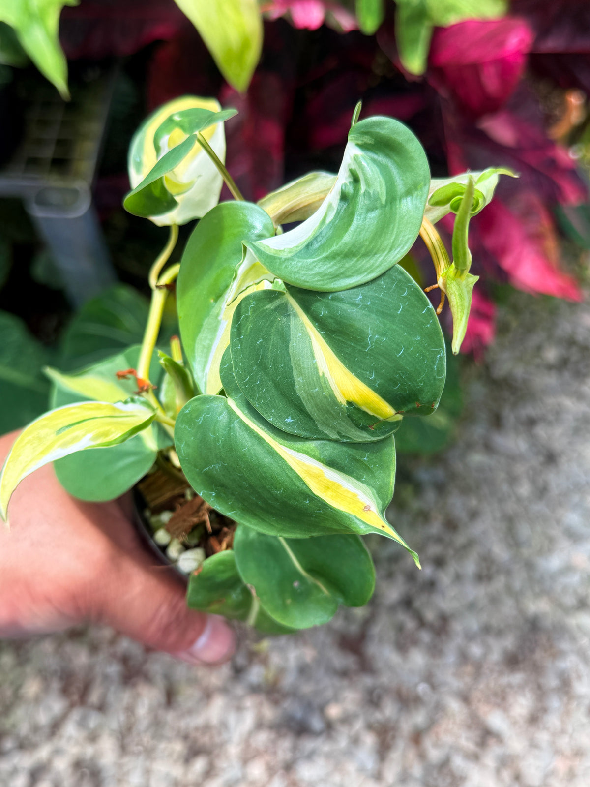 Philodendron 'Cream Splash' U48