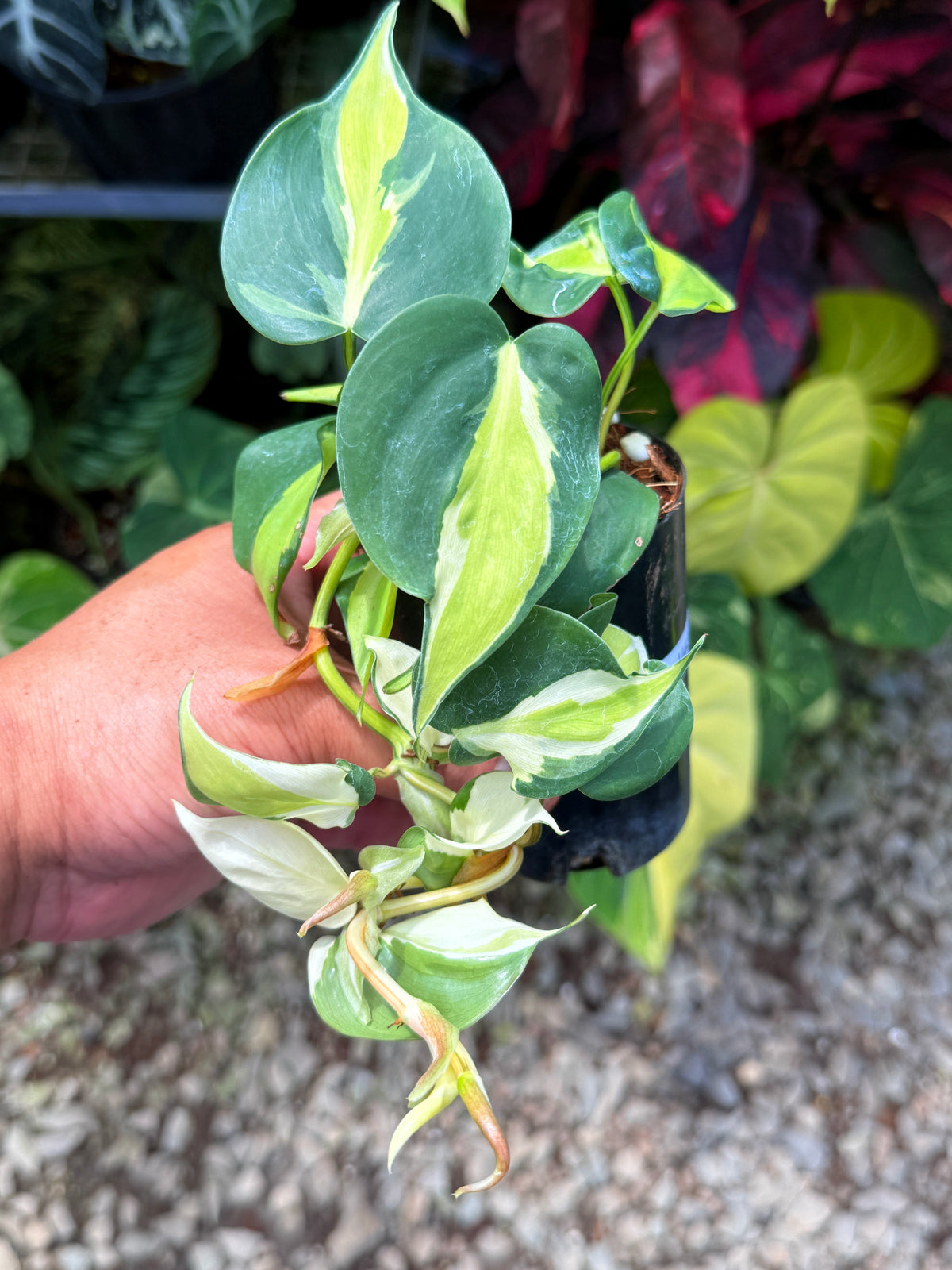 Philodendron 'Cream Splash' U43