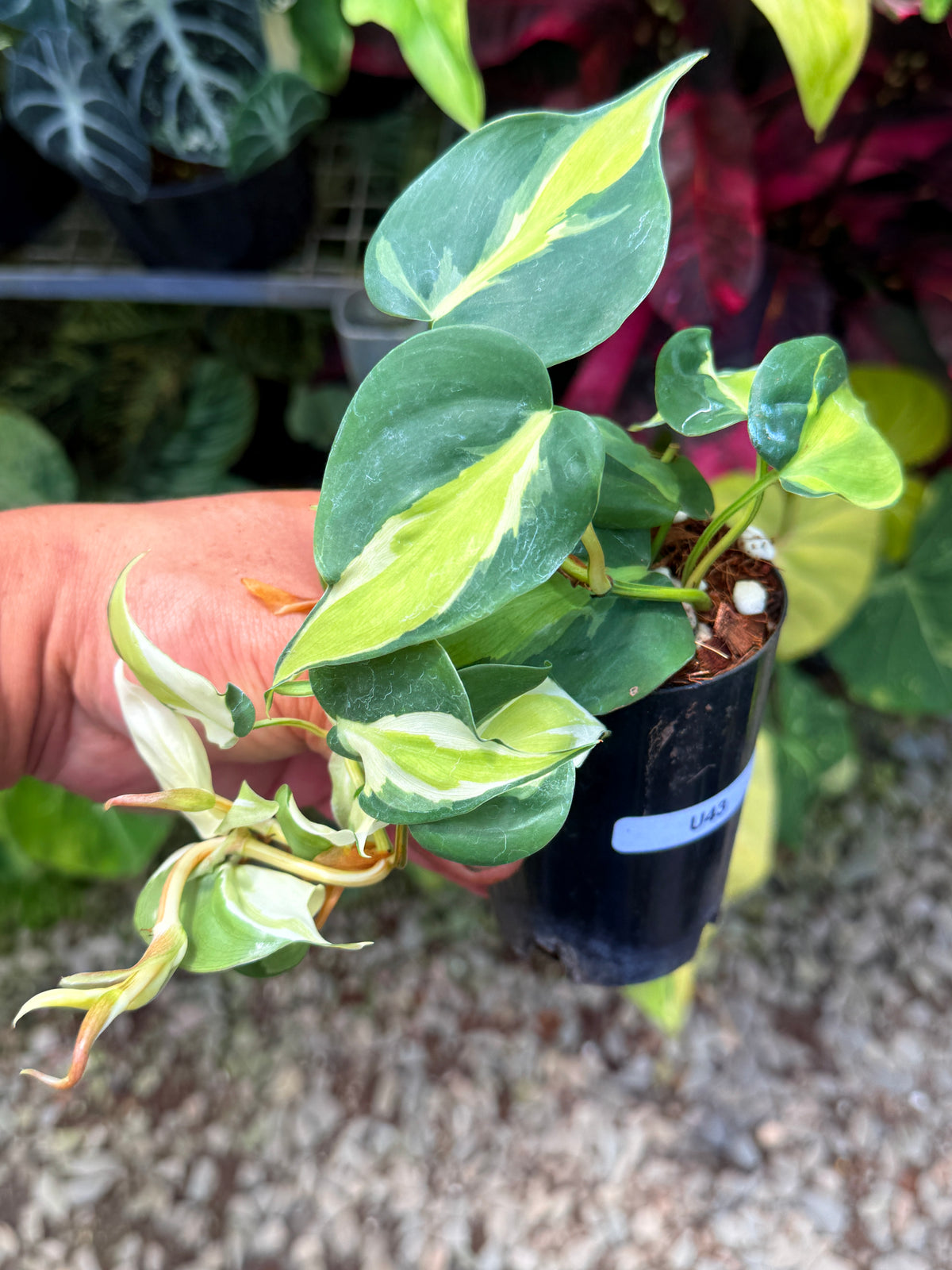 Philodendron 'Cream Splash' U43