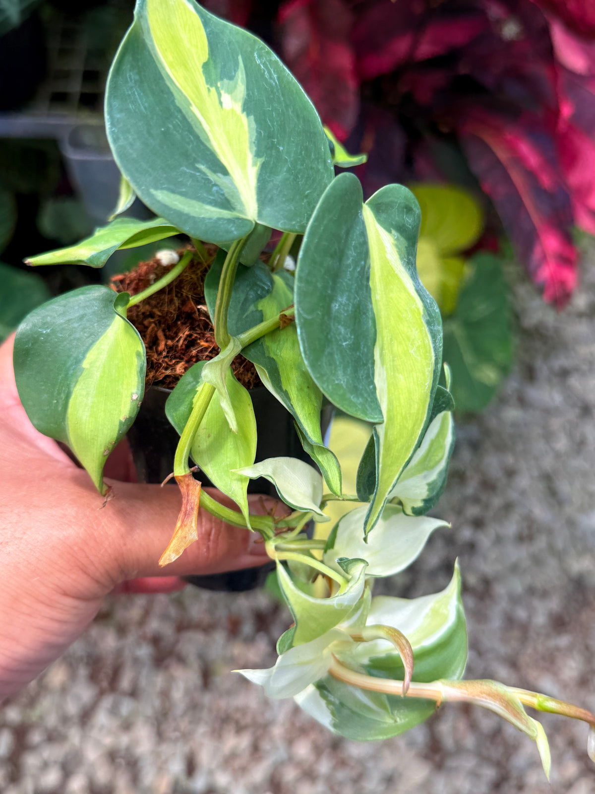 Philodendron 'Cream Splash' U43