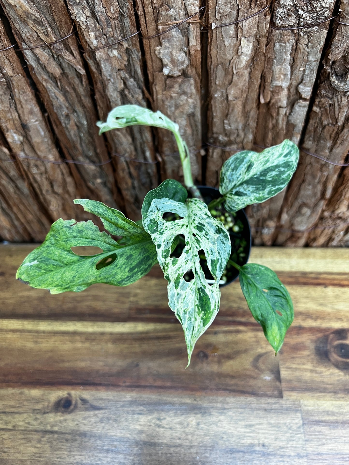 Monstera Adansonii Mottled Mint Variegated B58