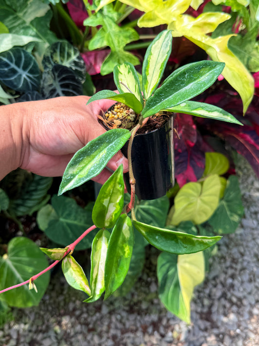Best Pick in Stock - Hoya 'Krimson Princess'
