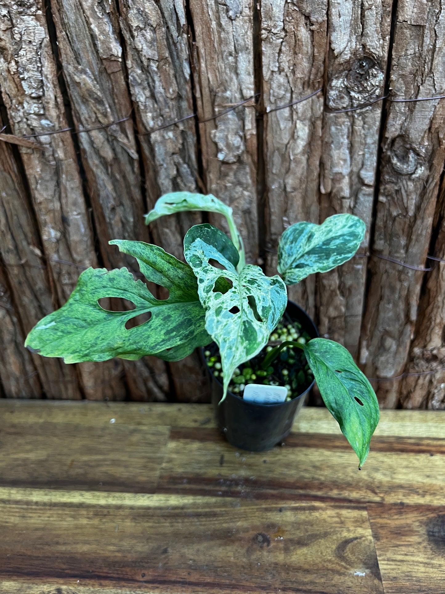 Monstera Adansonii Mottled Mint Variegated B58