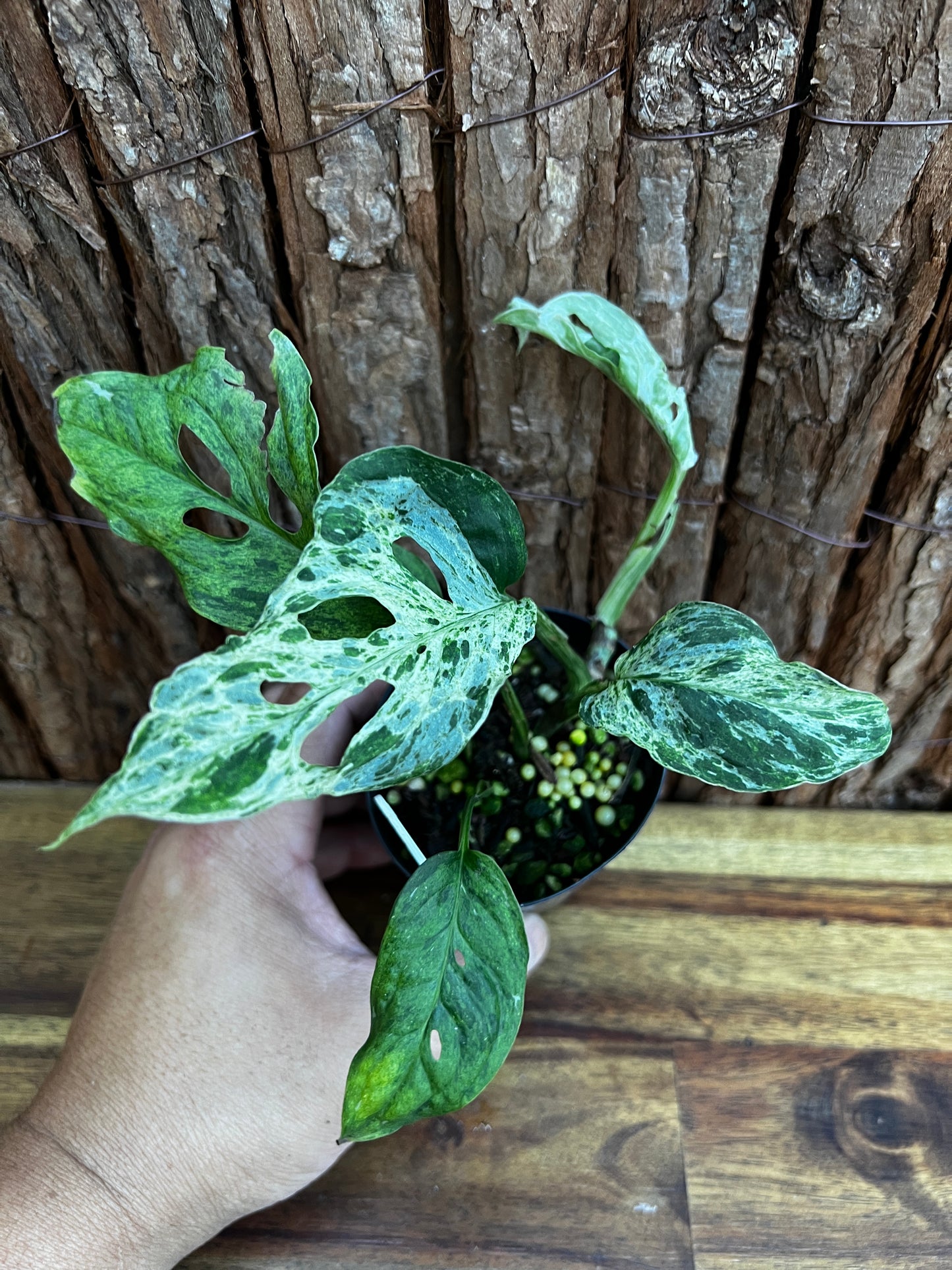 Monstera Adansonii Mottled Mint Variegated B58