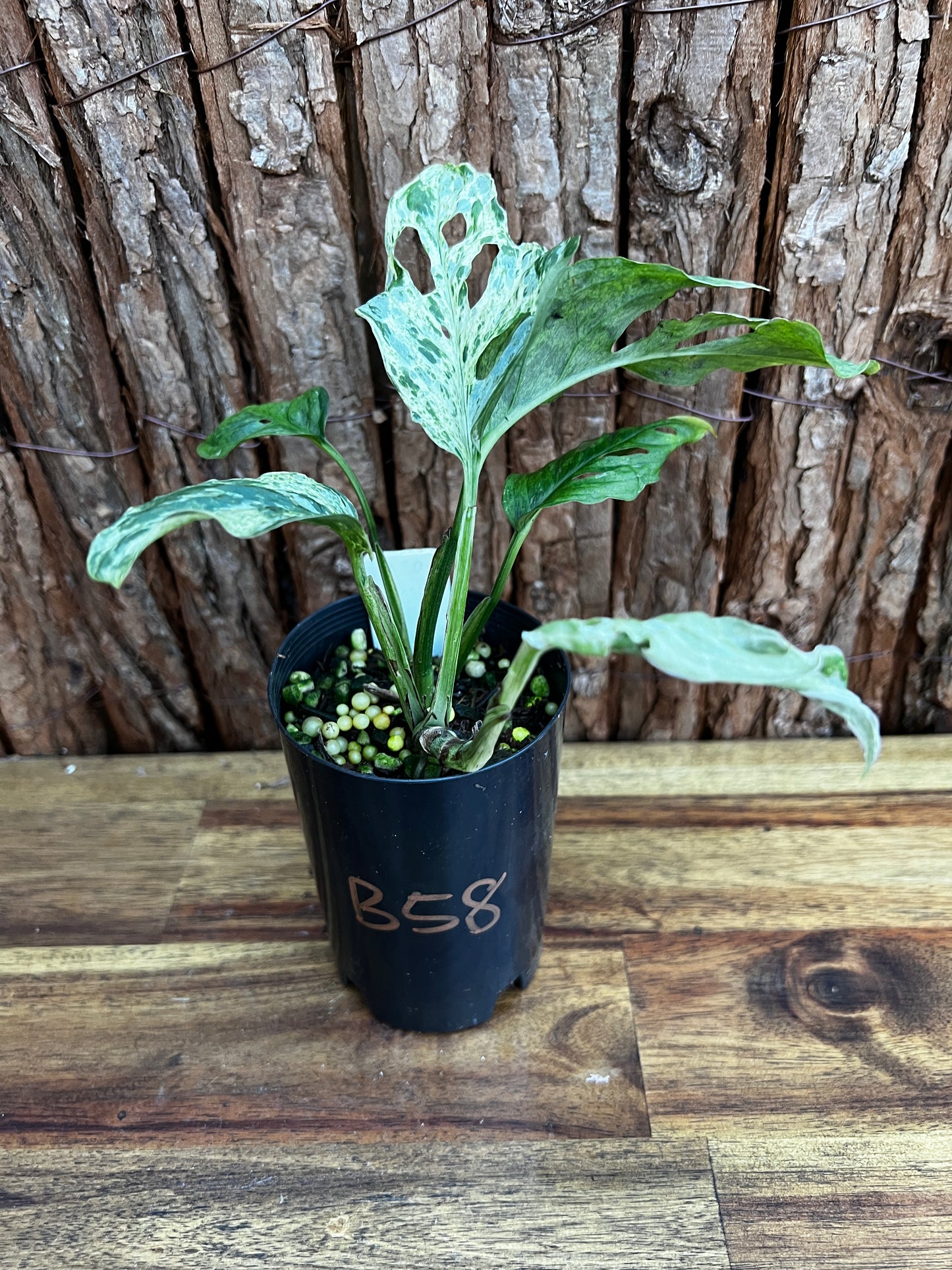 Monstera Adansonii Mottled Mint Variegated B58