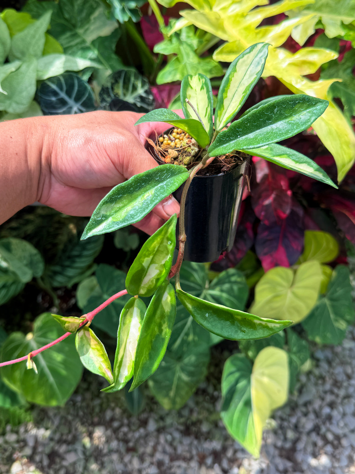 Best Pick in Stock - Hoya 'Krimson Princess'