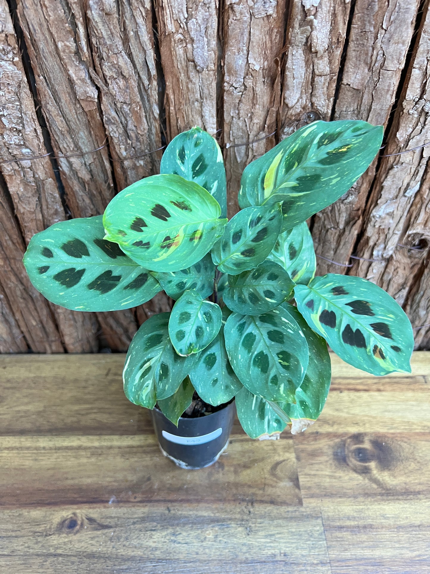 Maranta leuconeura Variegated Prayer Plant