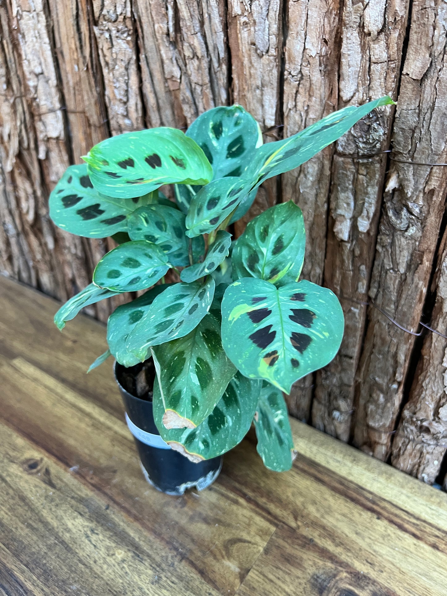 Maranta leuconeura Variegated Prayer Plant