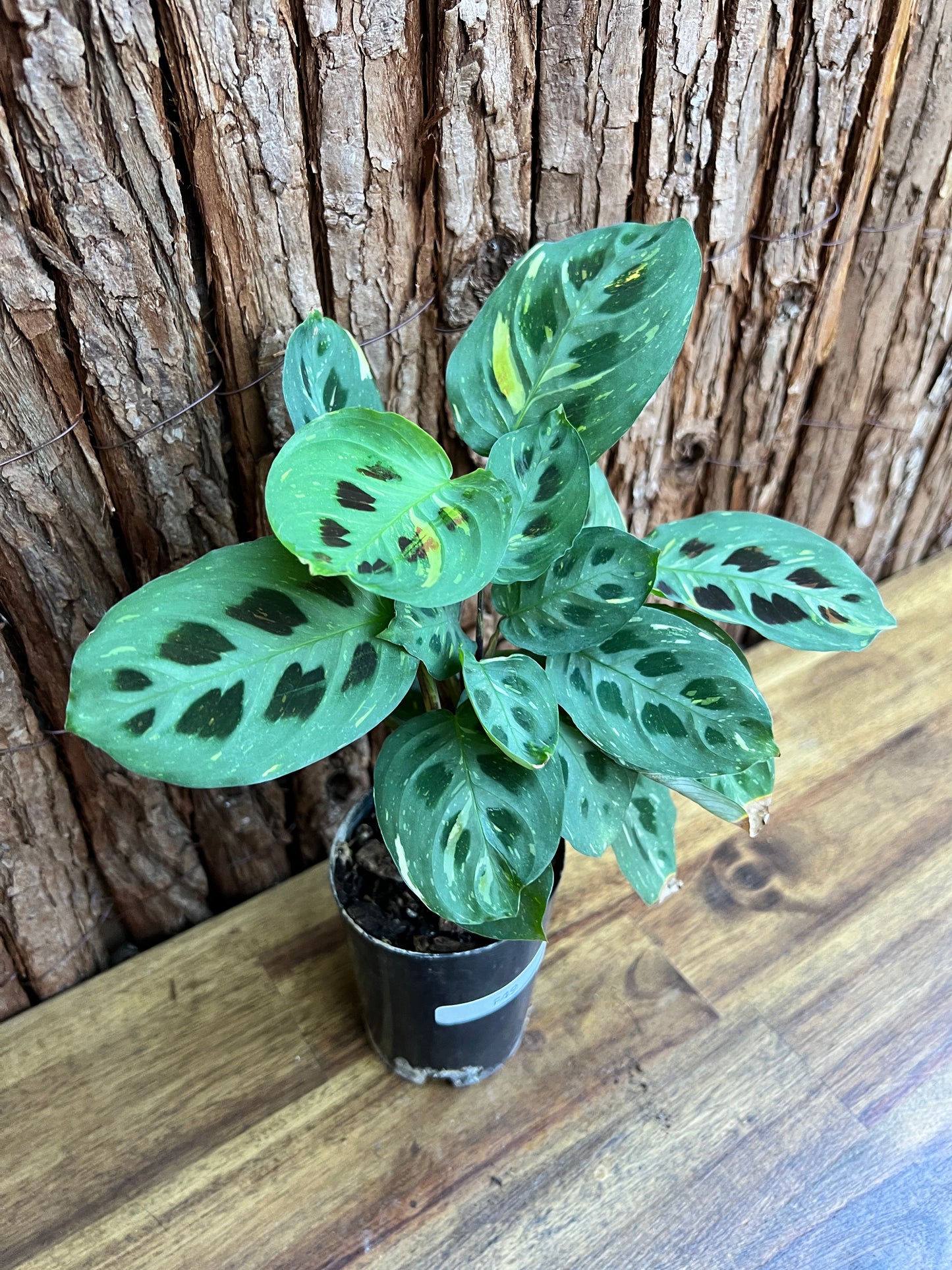 Maranta leuconeura Variegated Prayer Plant