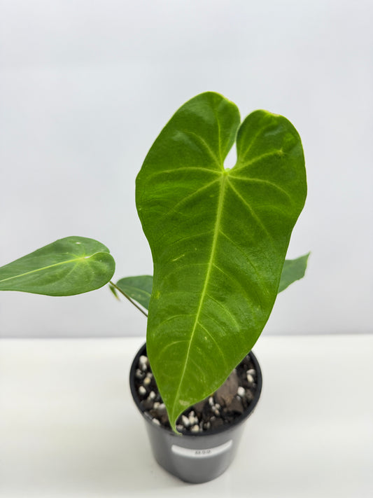 Anthurium Purple Mama 'Purple Velvet x Marmoratum' B59