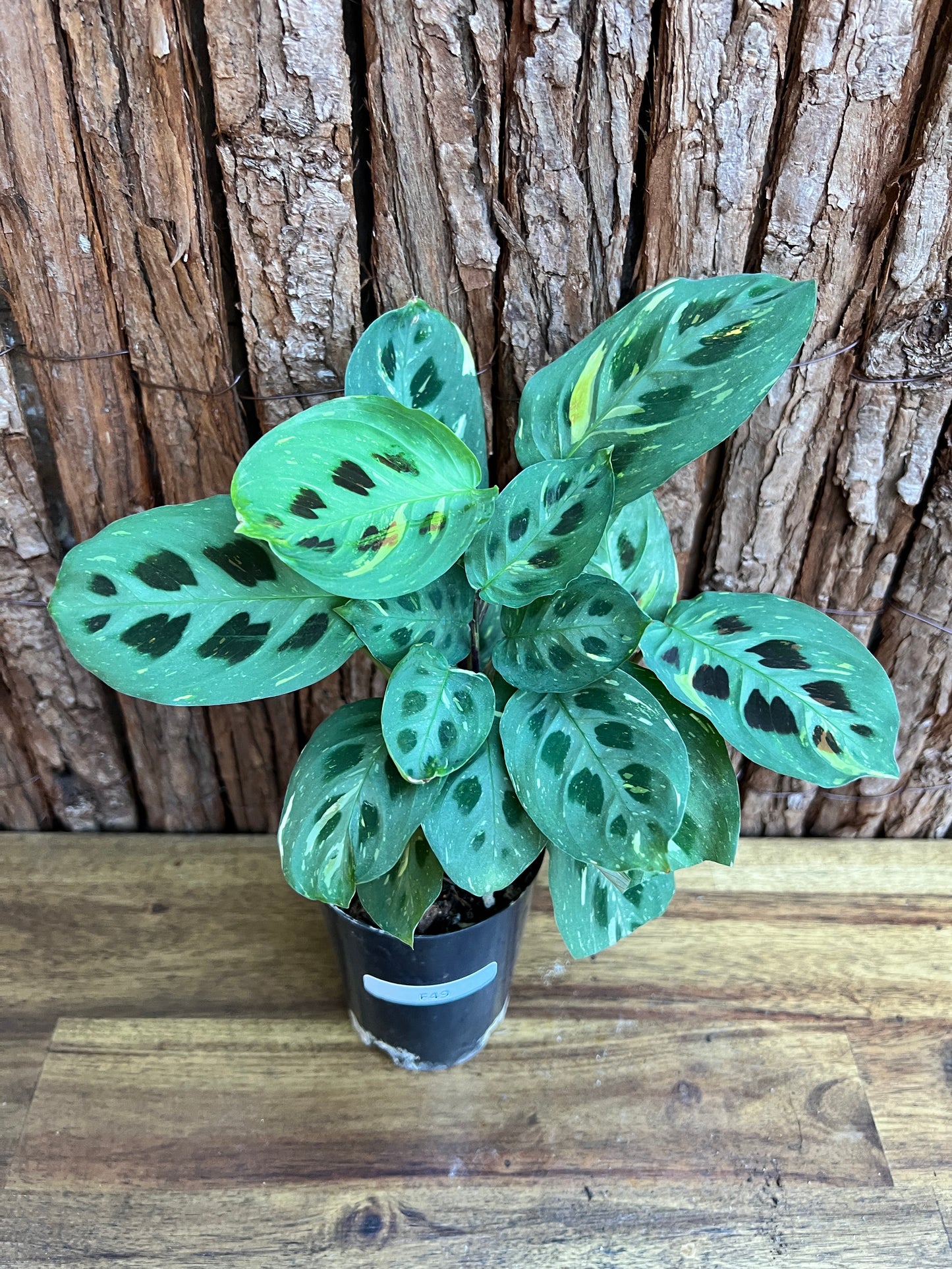 Maranta leuconeura Variegated Prayer Plant