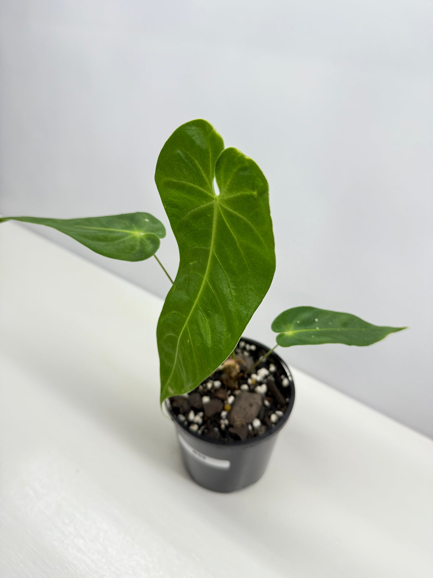 Anthurium Purple Mama 'Purple Velvet x Marmoratum' B59