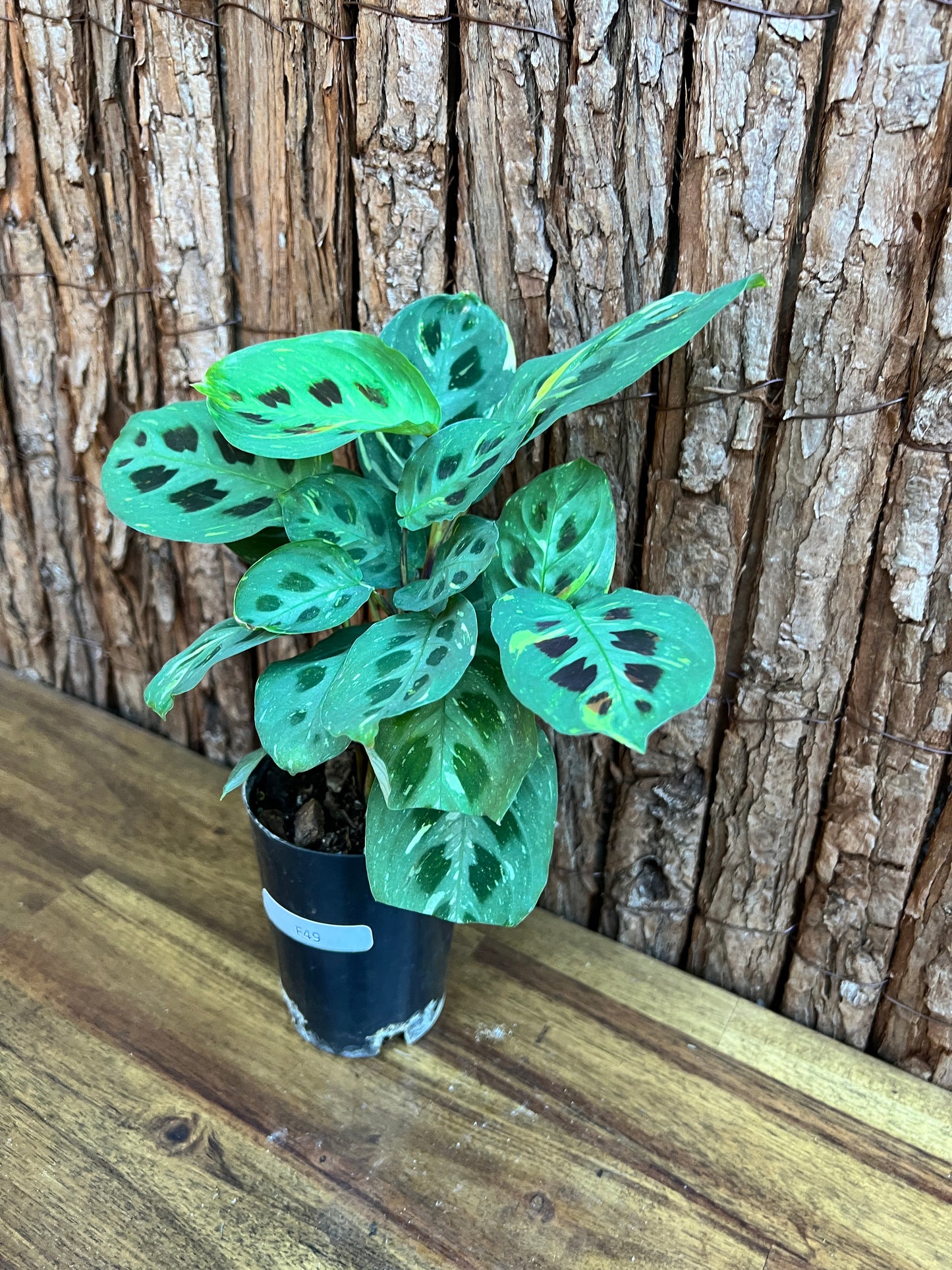 Maranta leuconeura Variegated Prayer Plant