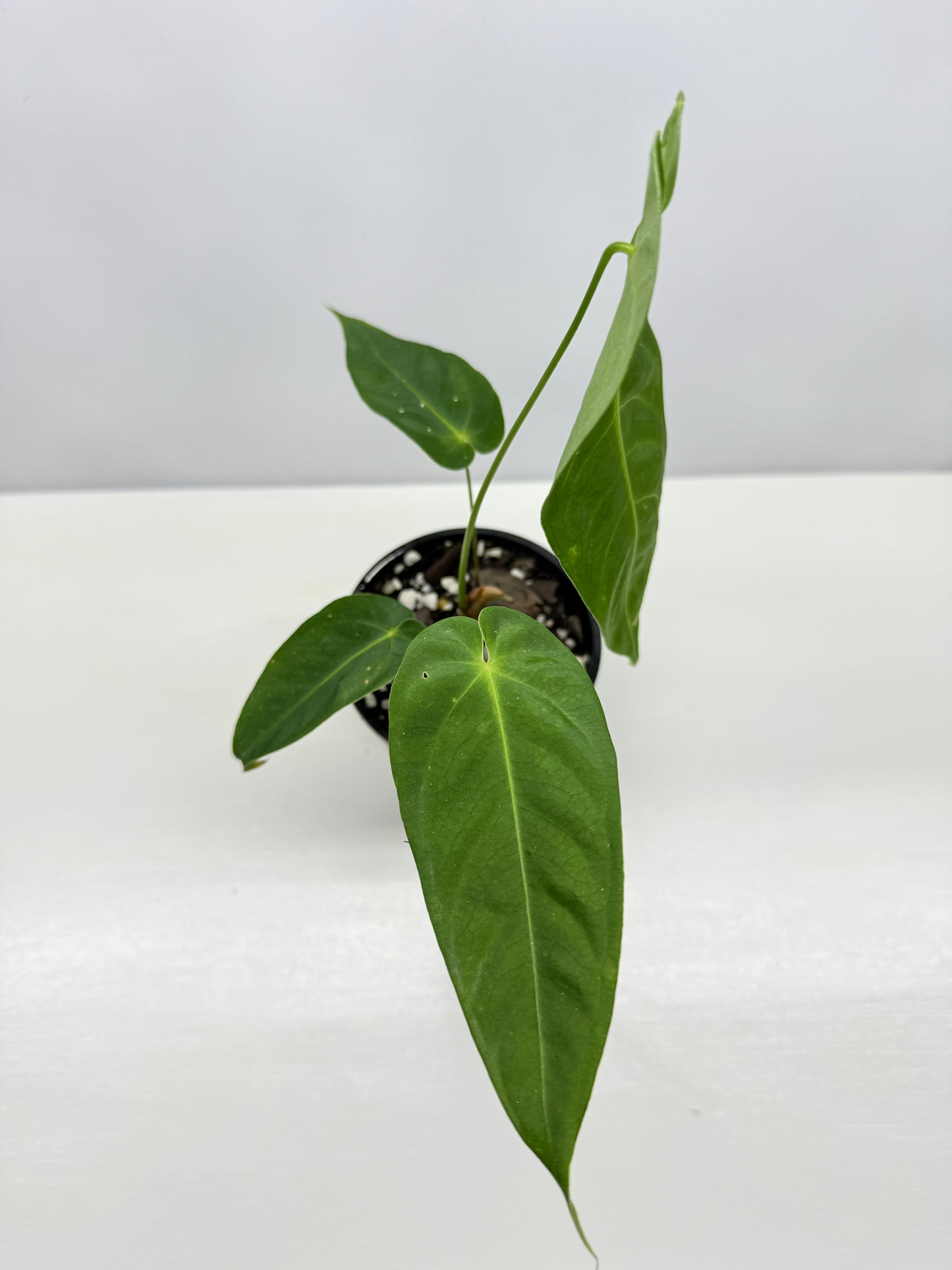 Anthurium Purple Mama 'Purple Velvet x Marmoratum' B59