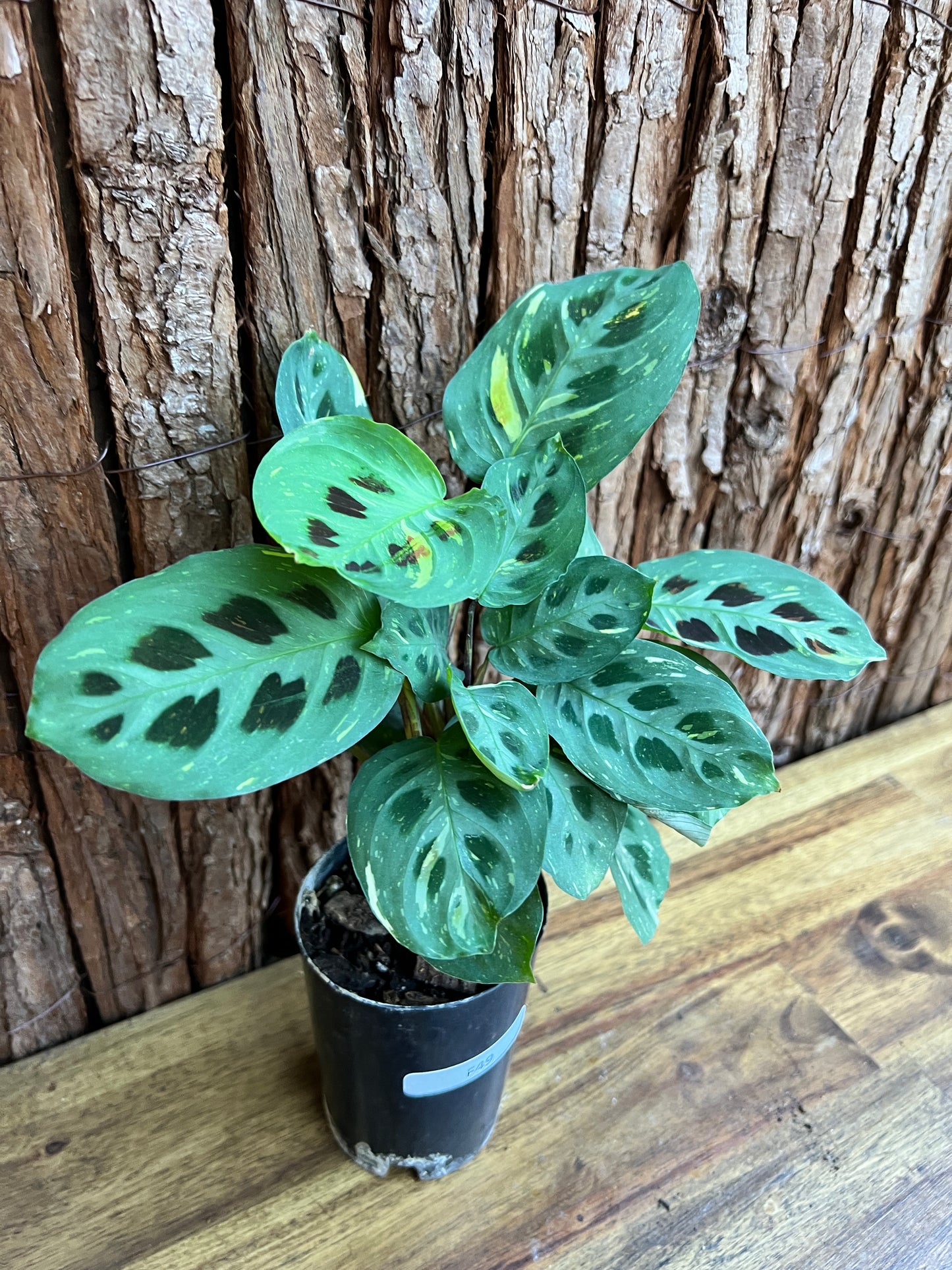 Maranta leuconeura Variegated Prayer Plant