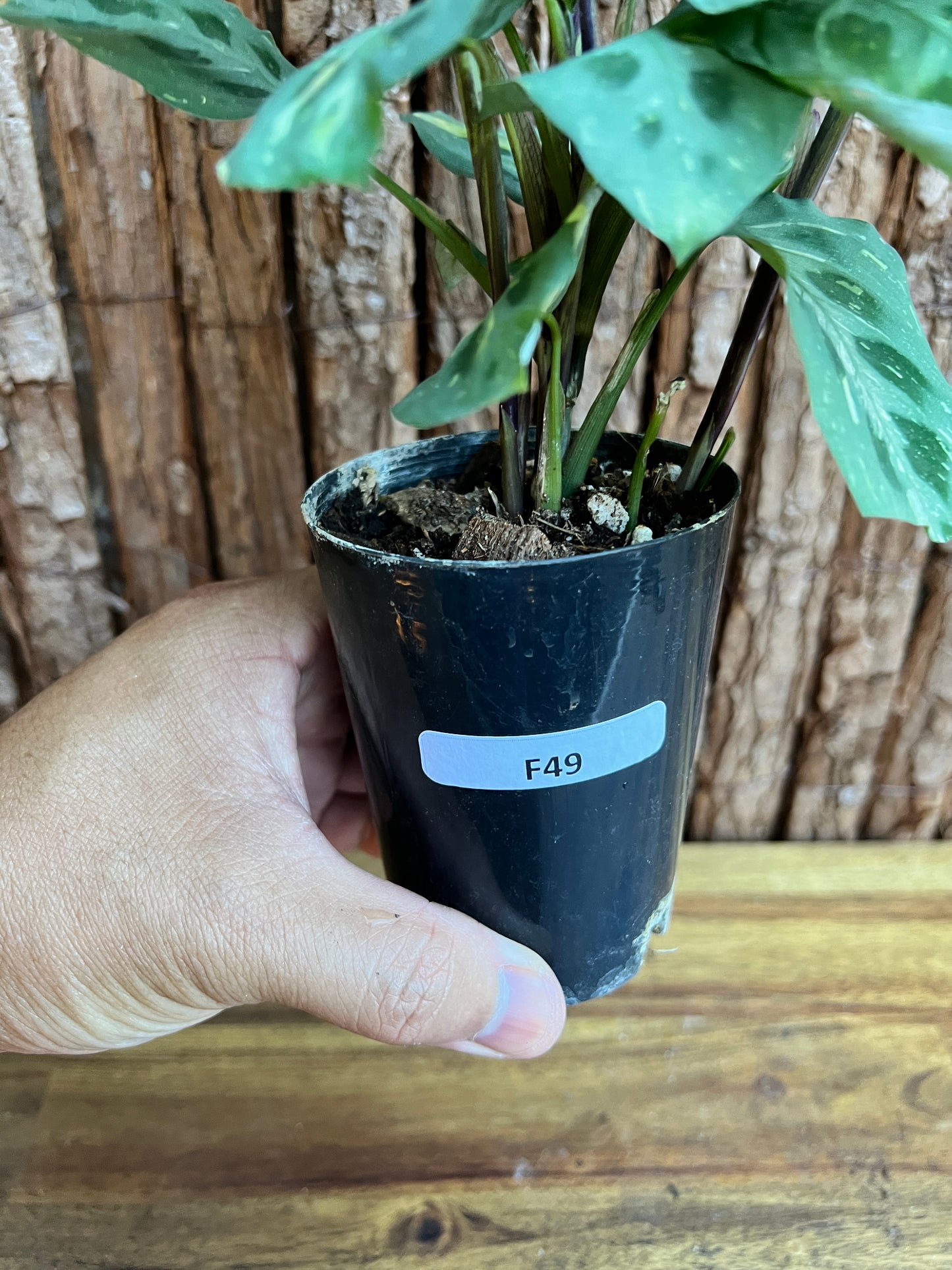 Maranta leuconeura Variegated Prayer Plant