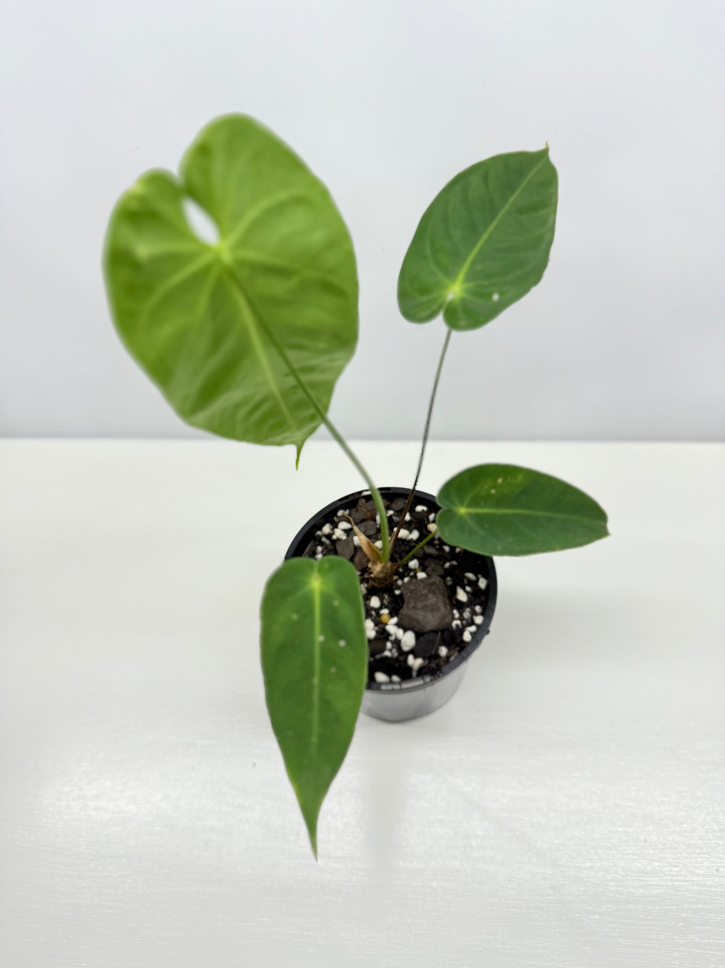 Anthurium Purple Mama 'Purple Velvet x Marmoratum' B59