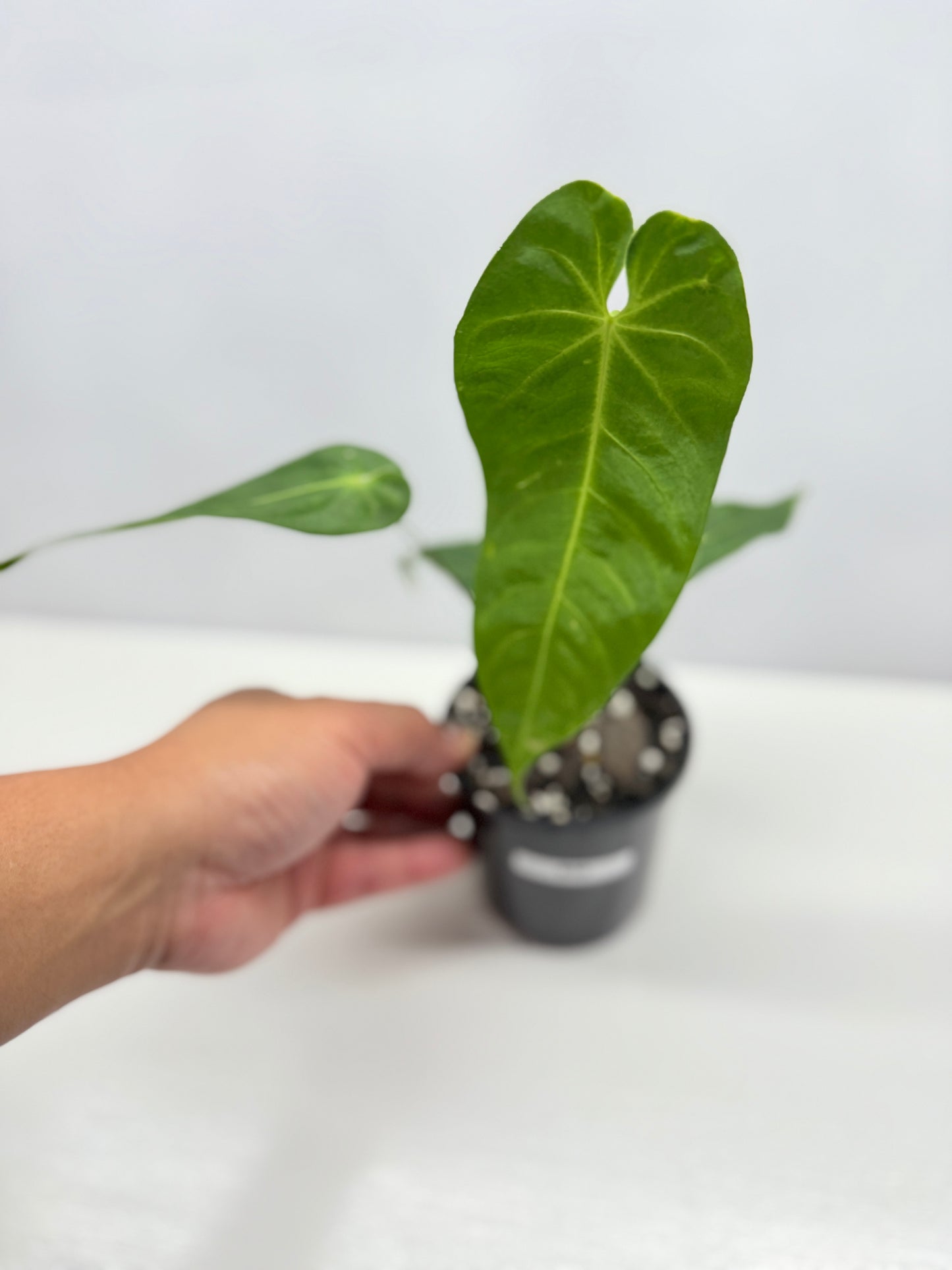 Anthurium Purple Mama 'Purple Velvet x Marmoratum' B59