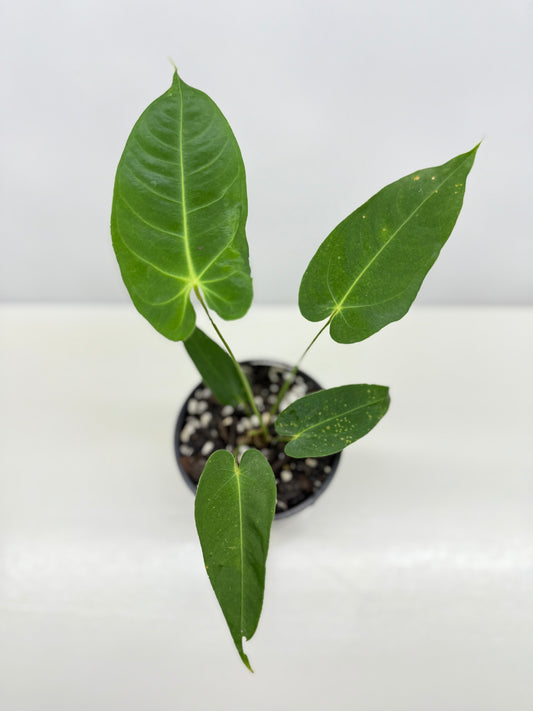 Anthurium Purple Mama 'Purple Velvet x Marmoratum' B60