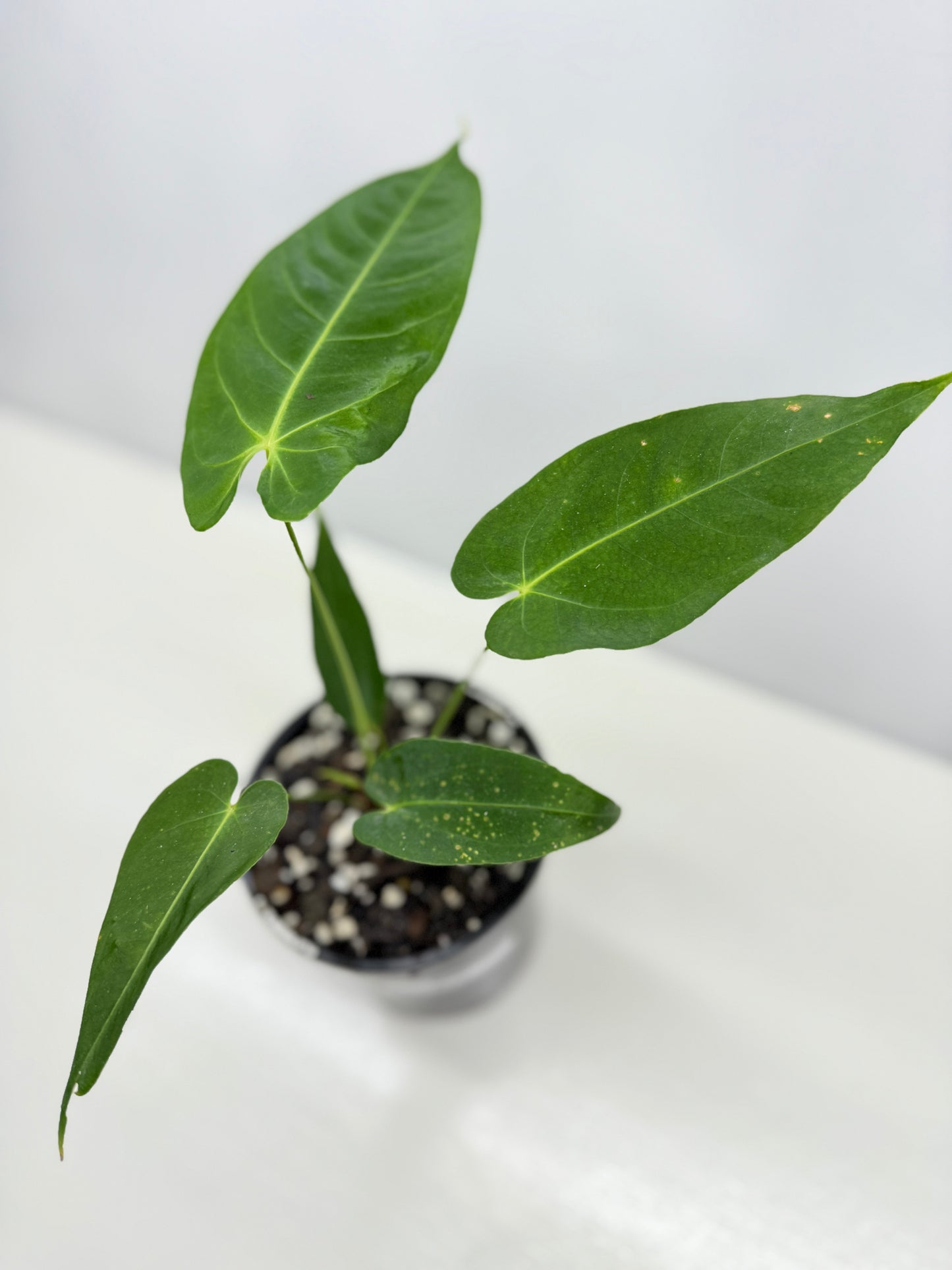 Anthurium Purple Mama 'Purple Velvet x Marmoratum' B60