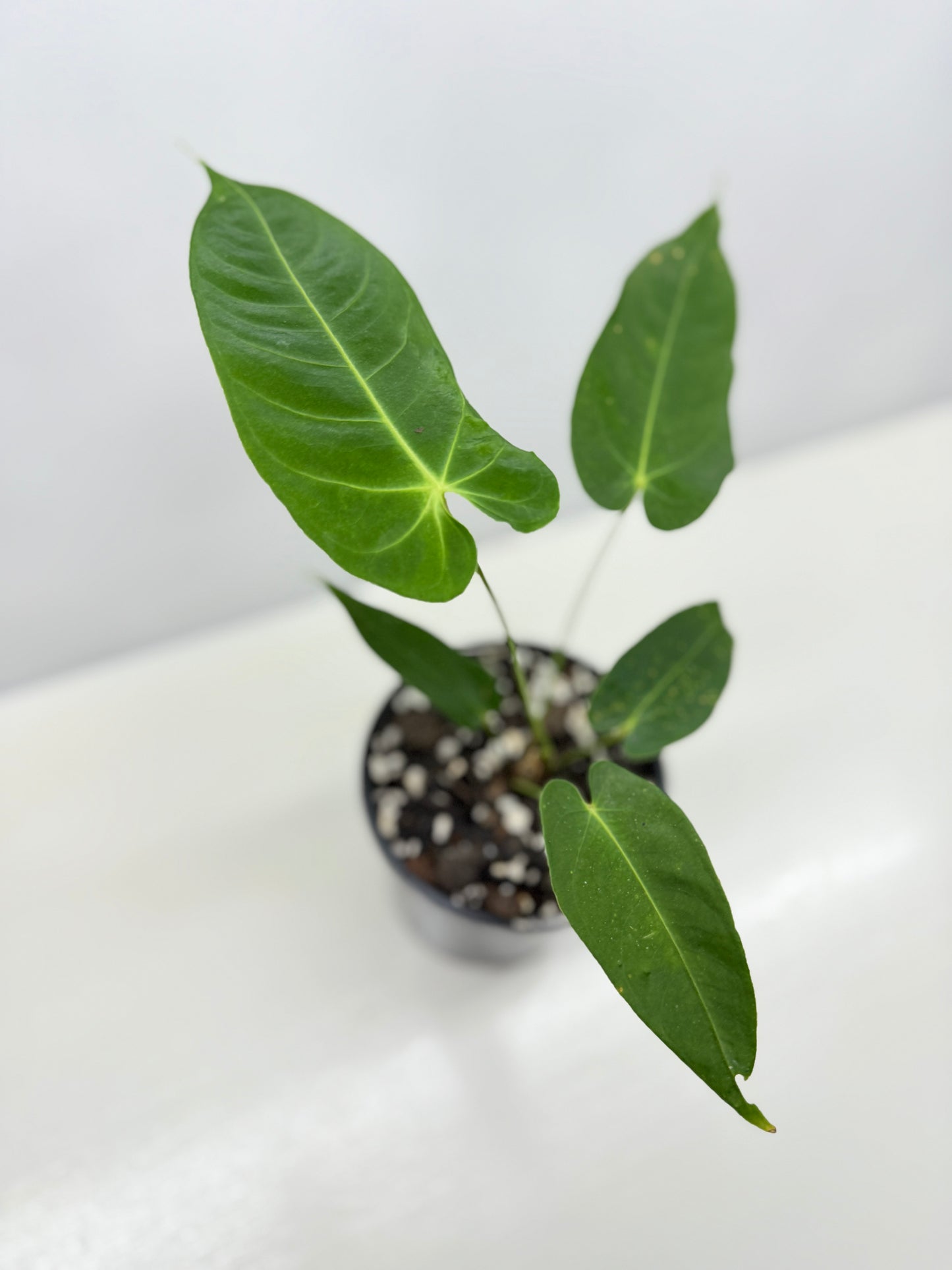 Anthurium Purple Mama 'Purple Velvet x Marmoratum' B60