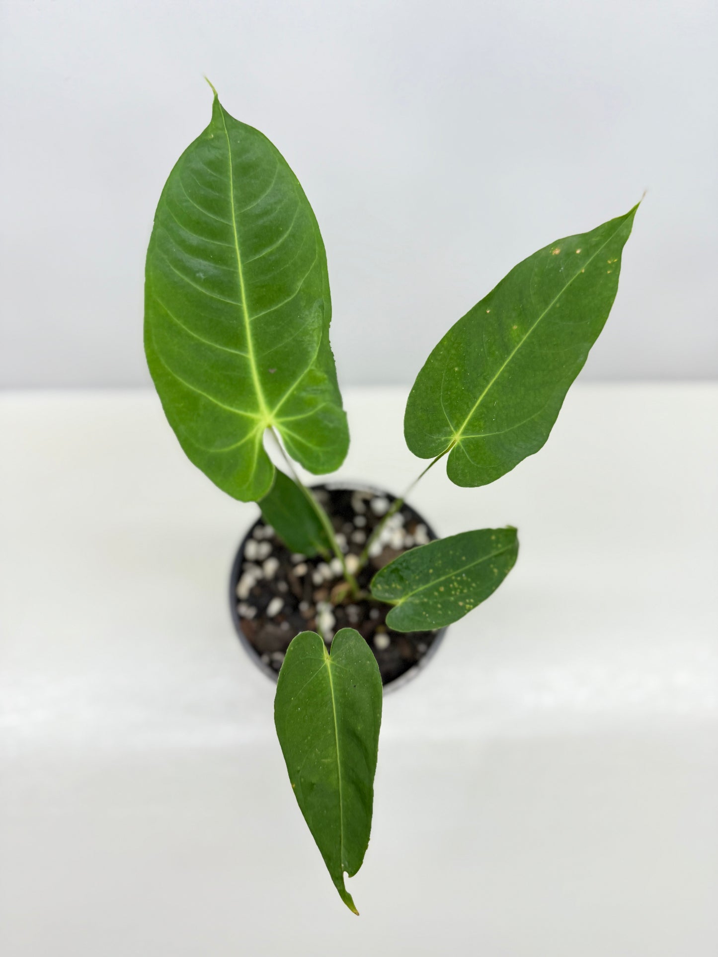 Anthurium Purple Mama 'Purple Velvet x Marmoratum' B60