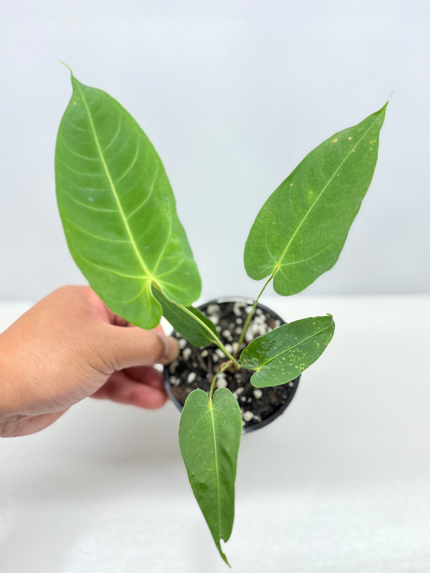 Anthurium Purple Mama 'Purple Velvet x Marmoratum' B60