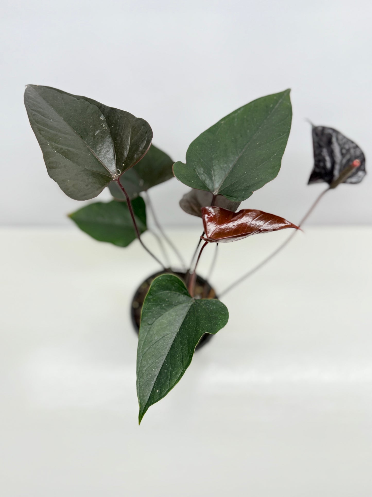 Anthurium 'Black Beauty' B63