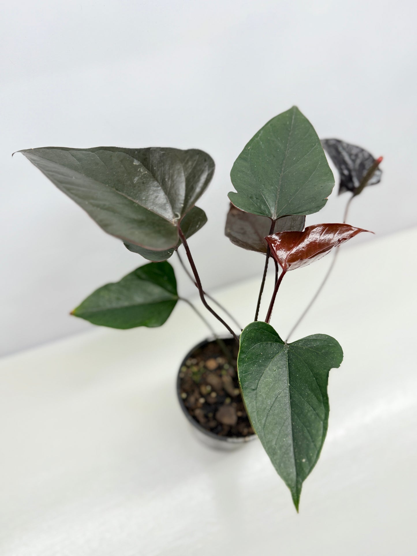 Anthurium 'Black Beauty' B63