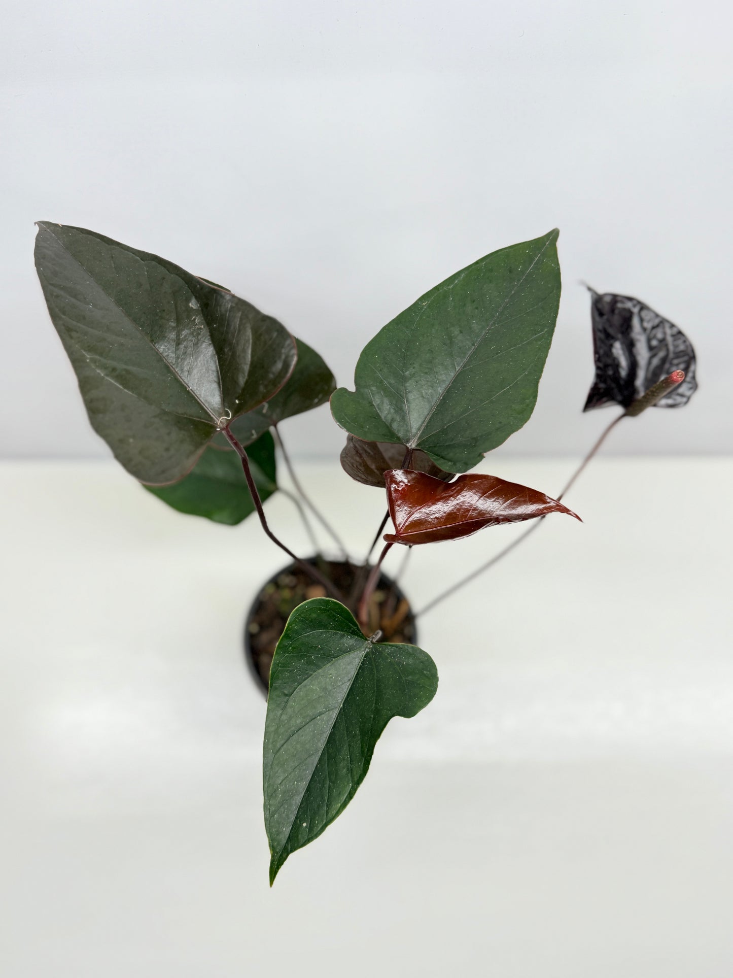 Anthurium 'Black Beauty' B63