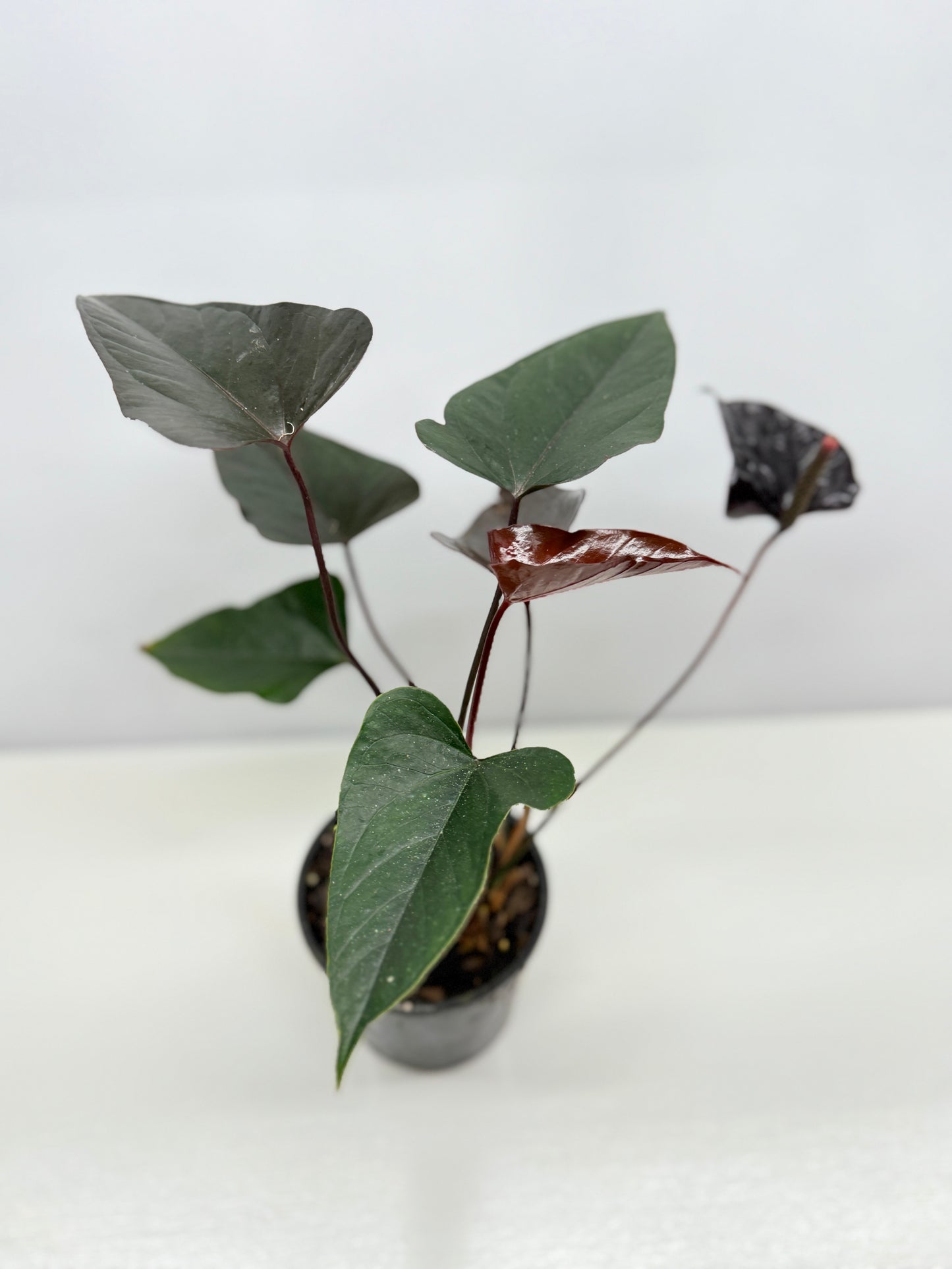 Anthurium 'Black Beauty' B63