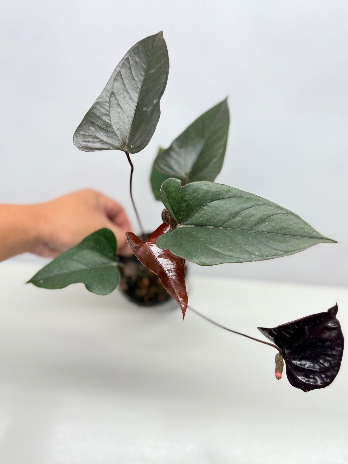 Anthurium 'Black Beauty' B63