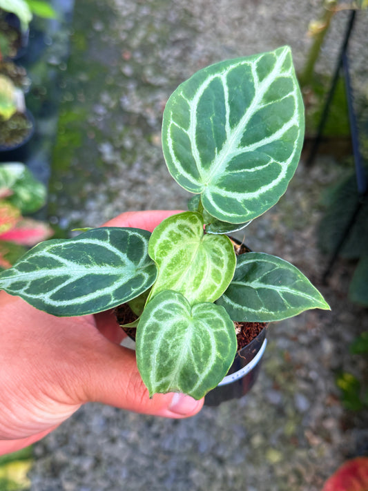 Anthurium crystallinum 'Dorayaki Miniature' U33