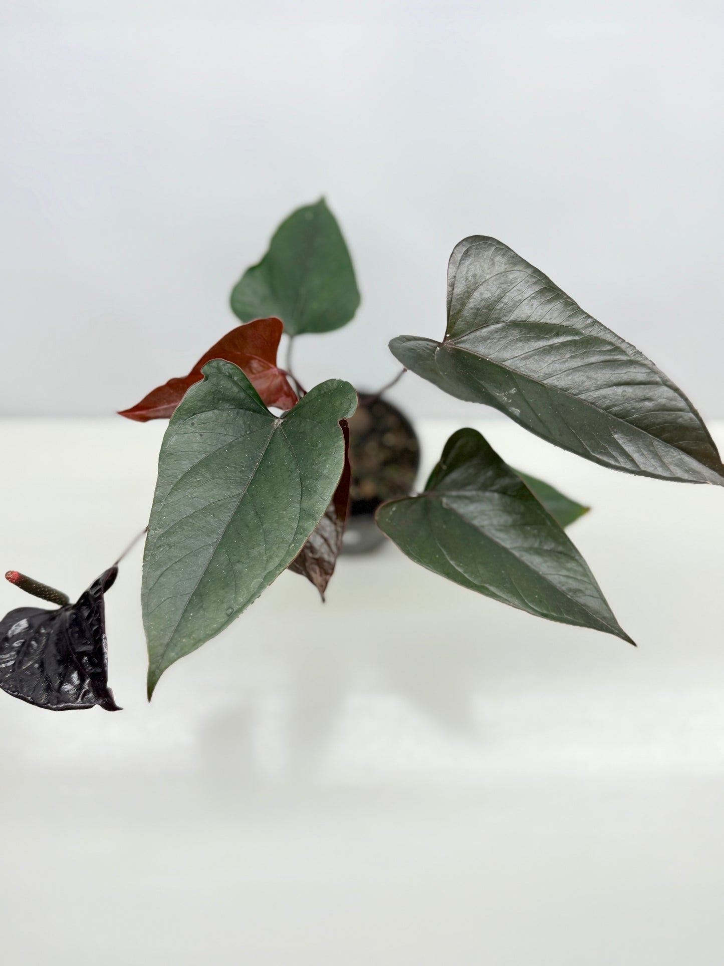Anthurium 'Black Beauty' B63
