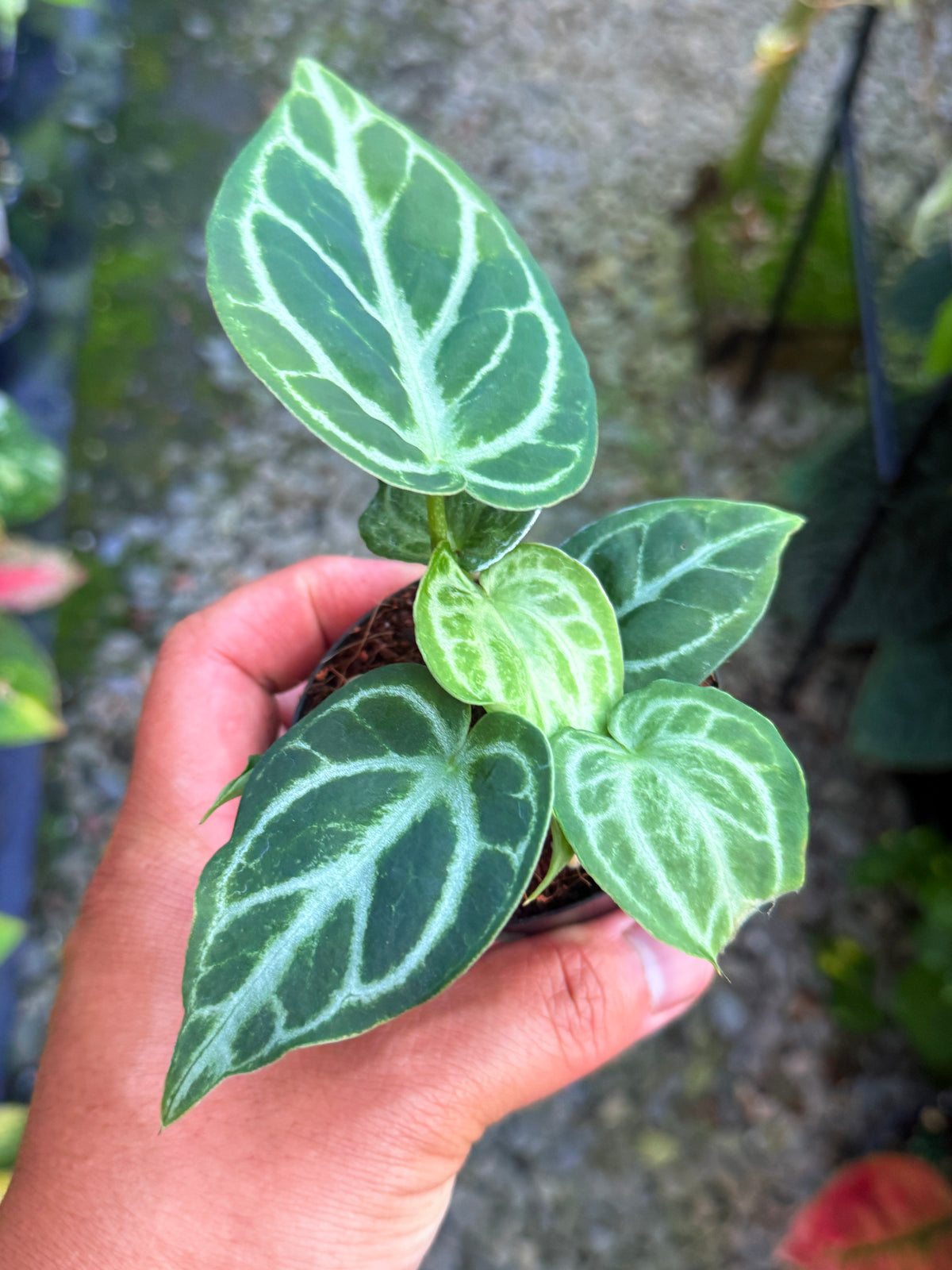 Anthurium crystallinum 'Dorayaki Miniature' U33