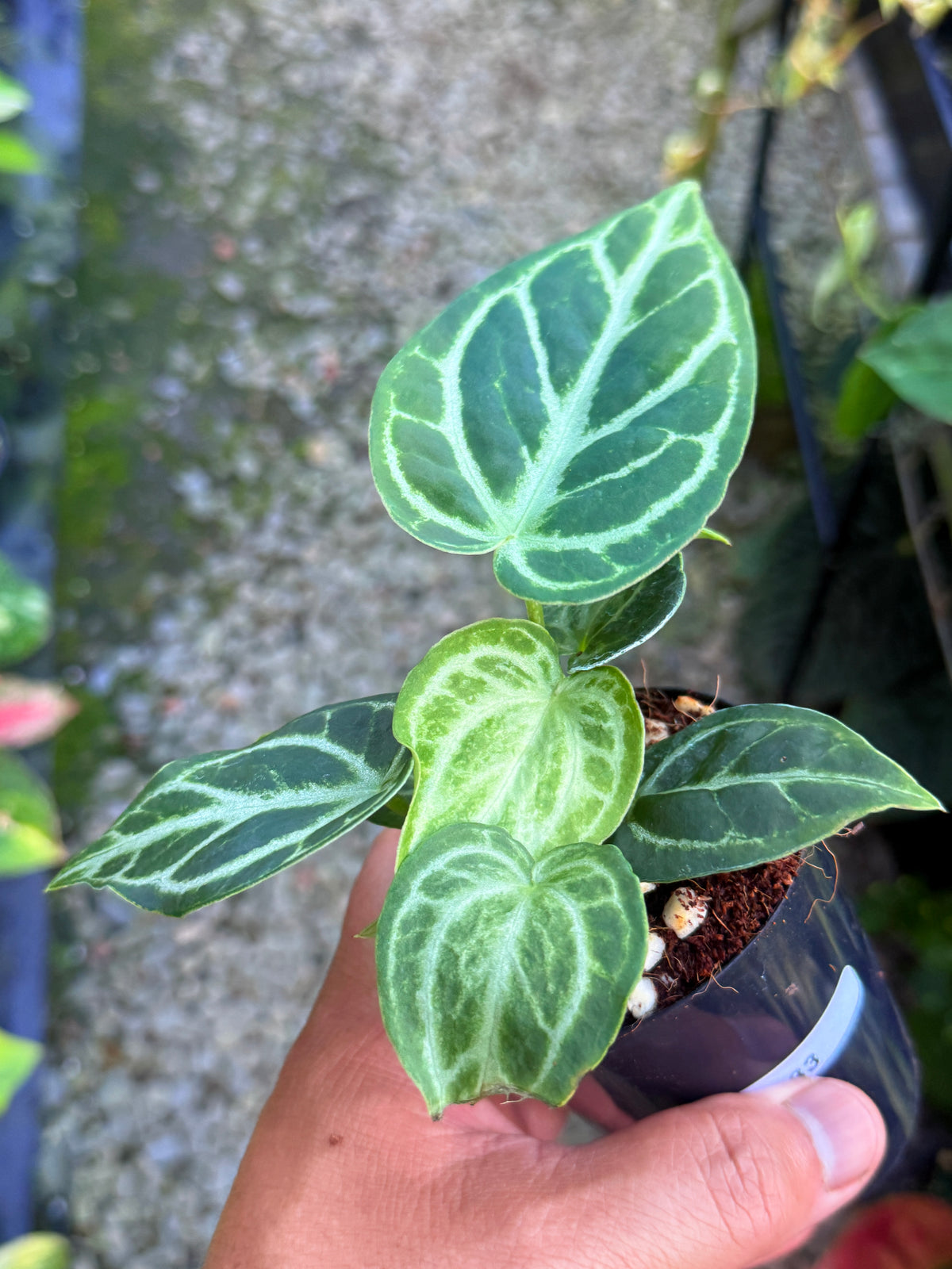 Anthurium crystallinum 'Dorayaki Miniature' U33