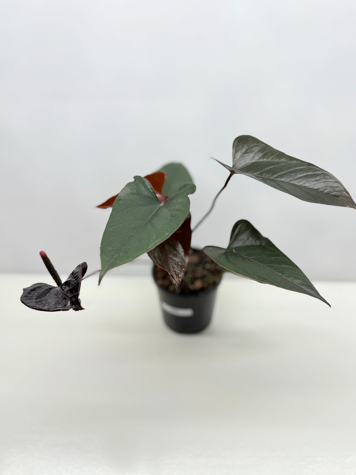Anthurium 'Black Beauty' B63