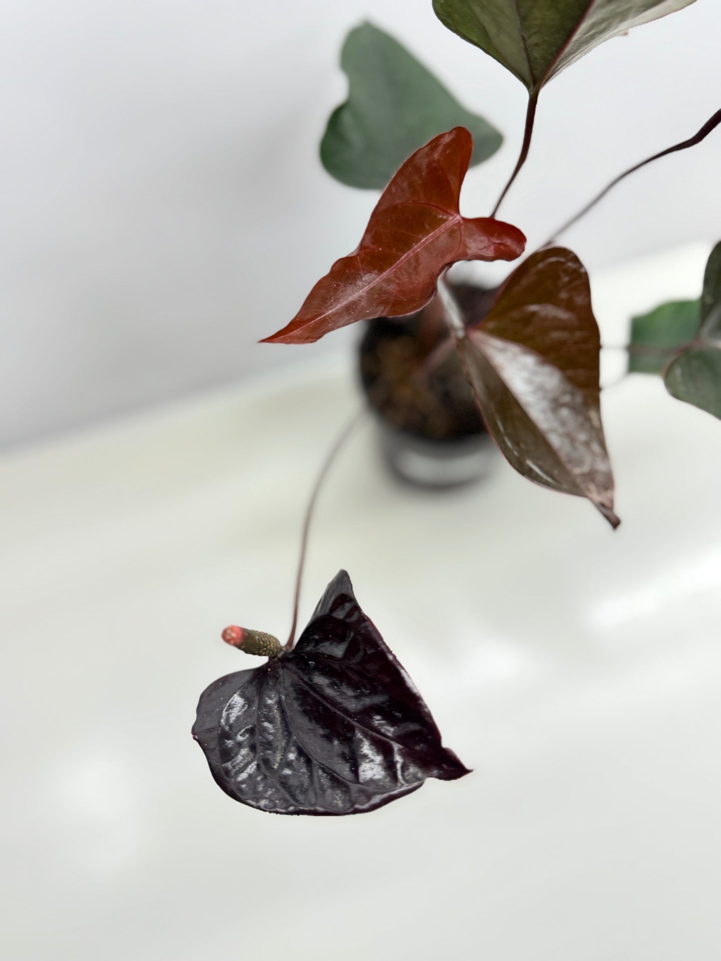 Anthurium 'Black Beauty' B63
