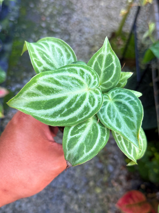 Anthurium crystallinum 'Dorayaki Miniature' U34