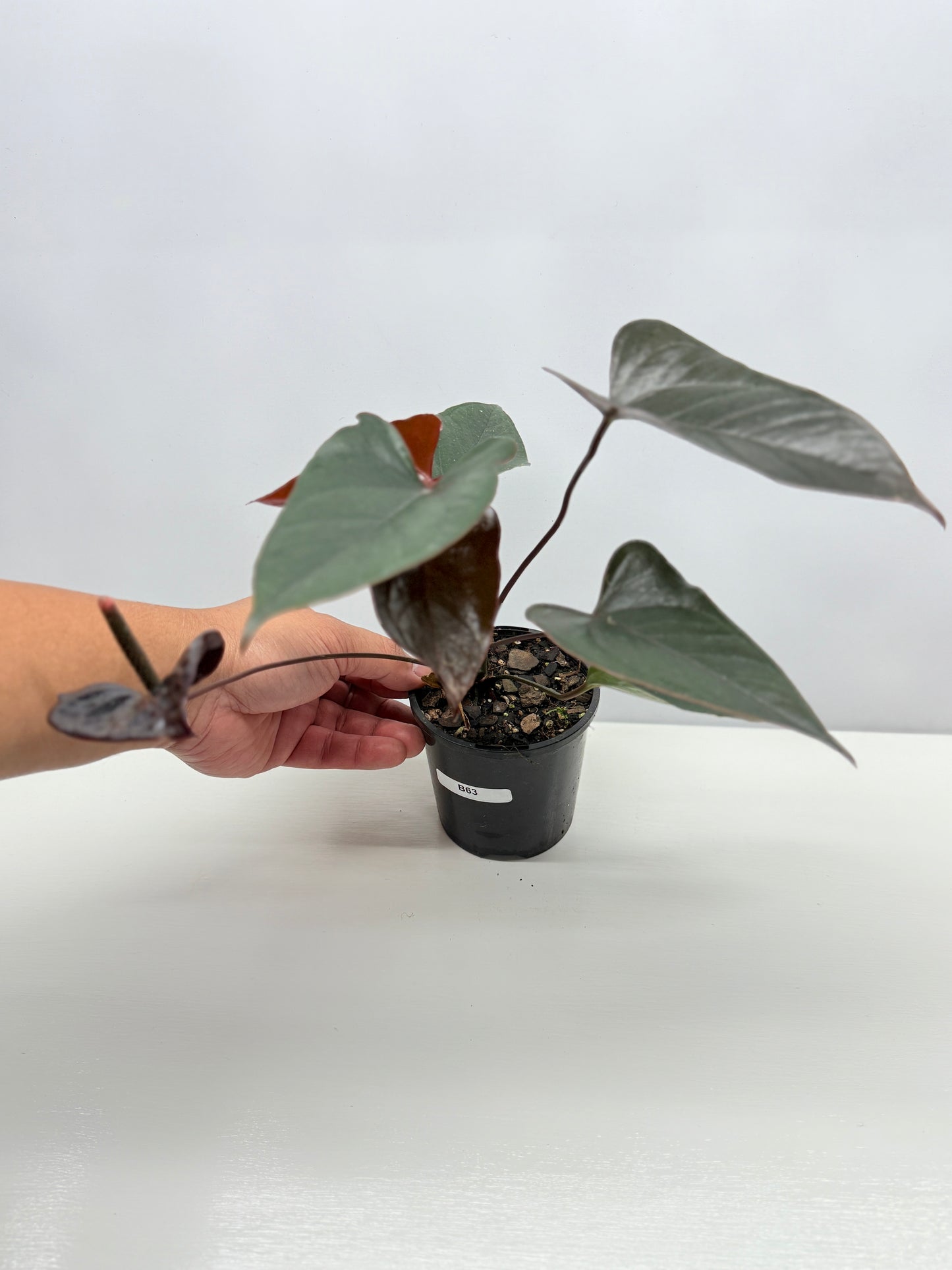 Anthurium 'Black Beauty' B63