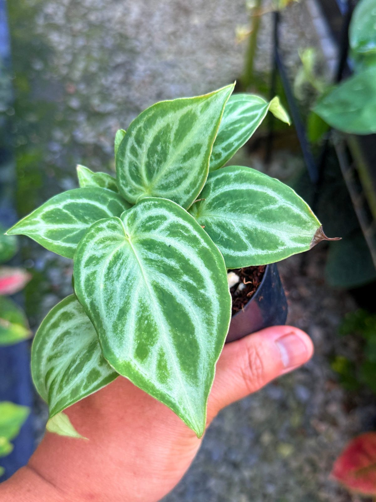 Anthurium crystallinum 'Dorayaki Miniature' U34