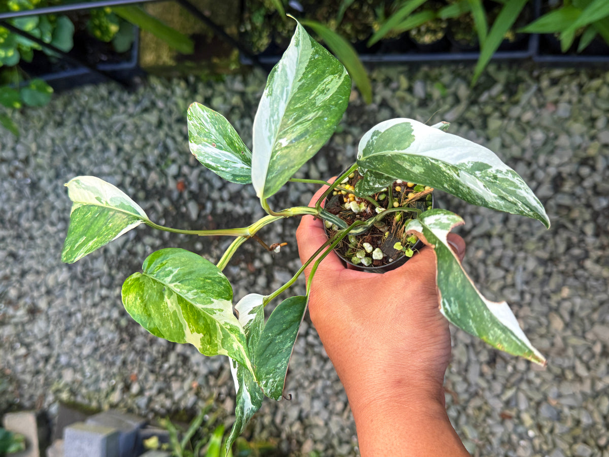 Epipremnum pinnatum 'Albo' U36